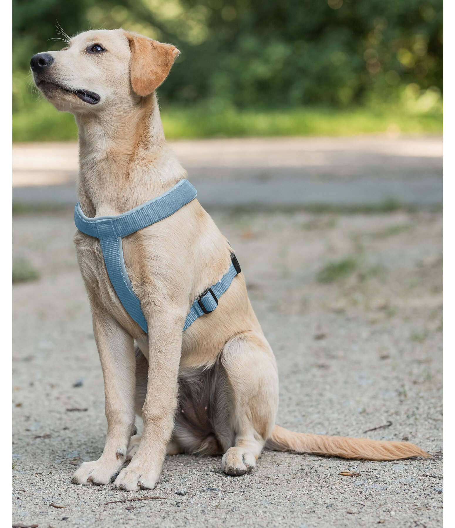 Dog Harness Piper