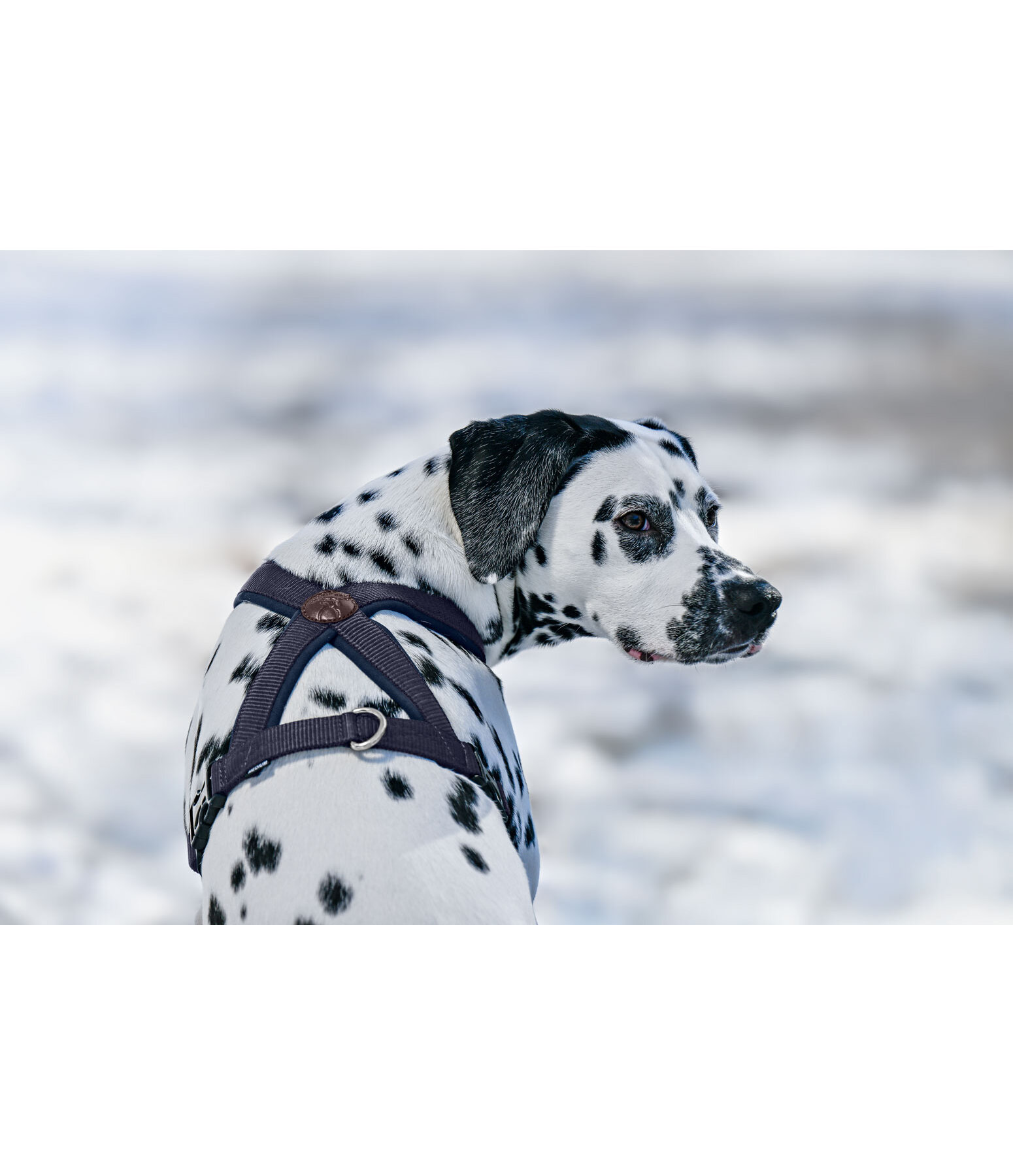 Dog Harness Piper