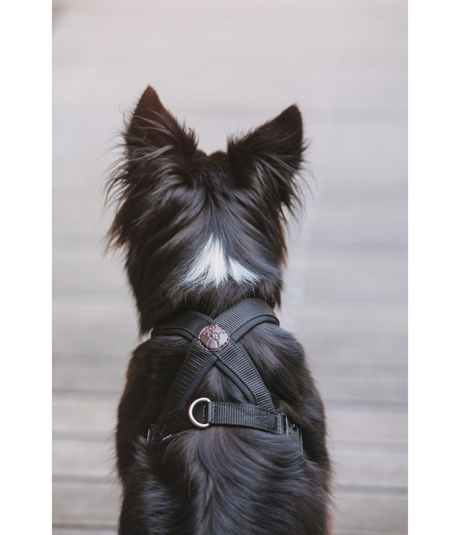 Dog Harness Piper