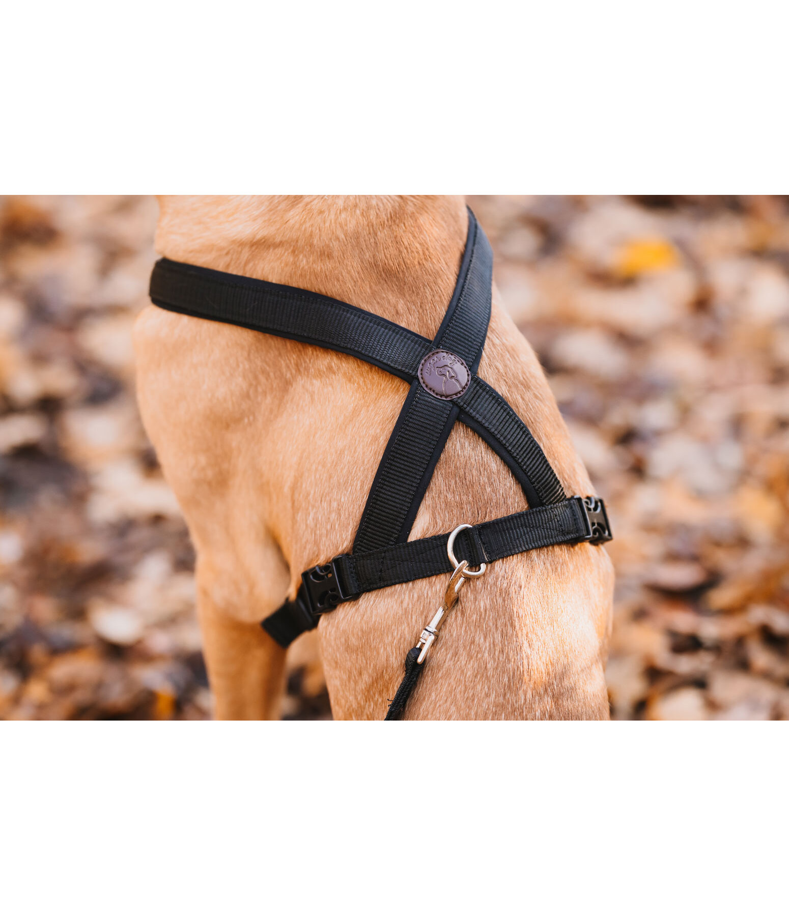 Dog Harness Piper