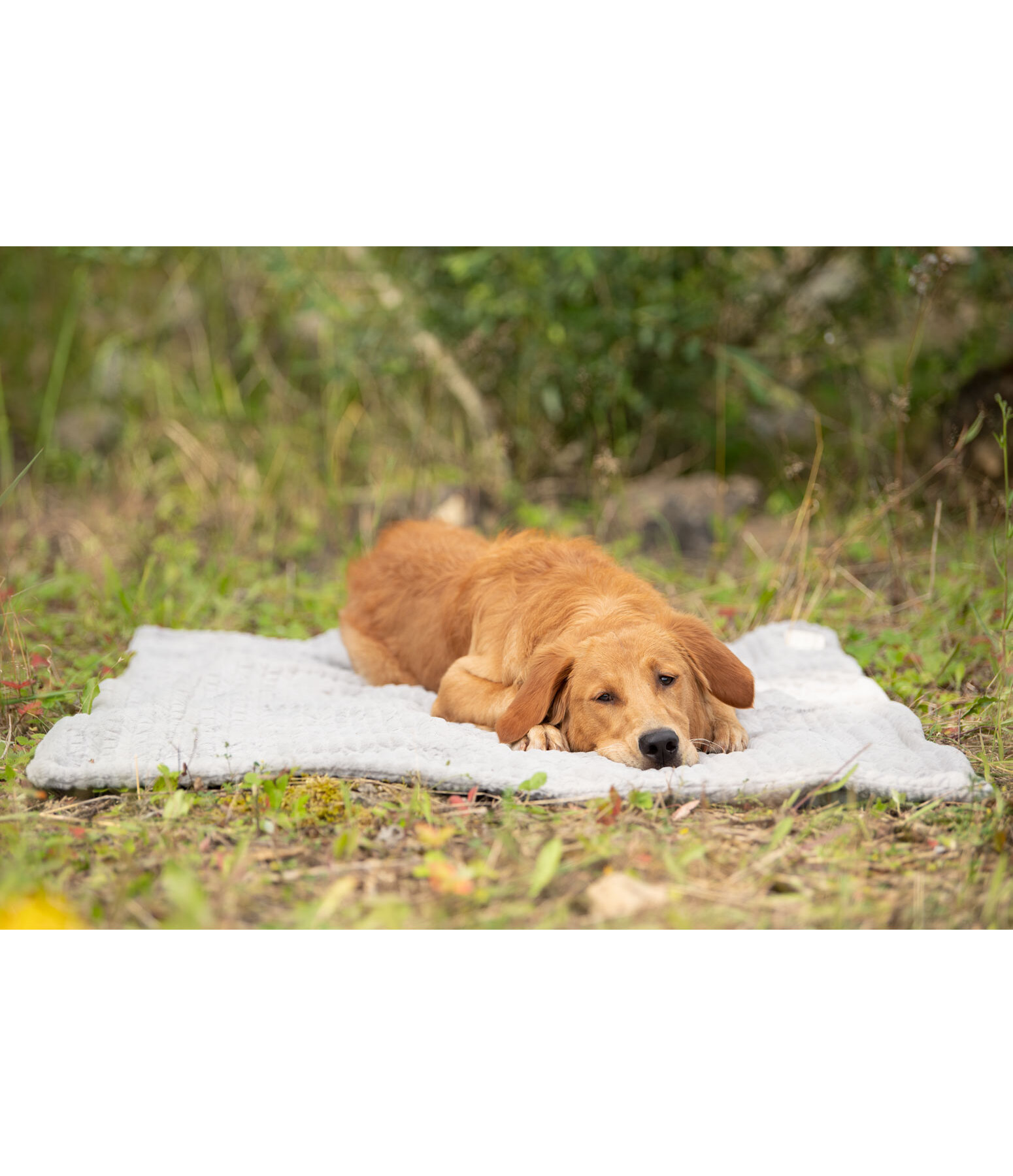 Dog Snuggle Blanket Chill