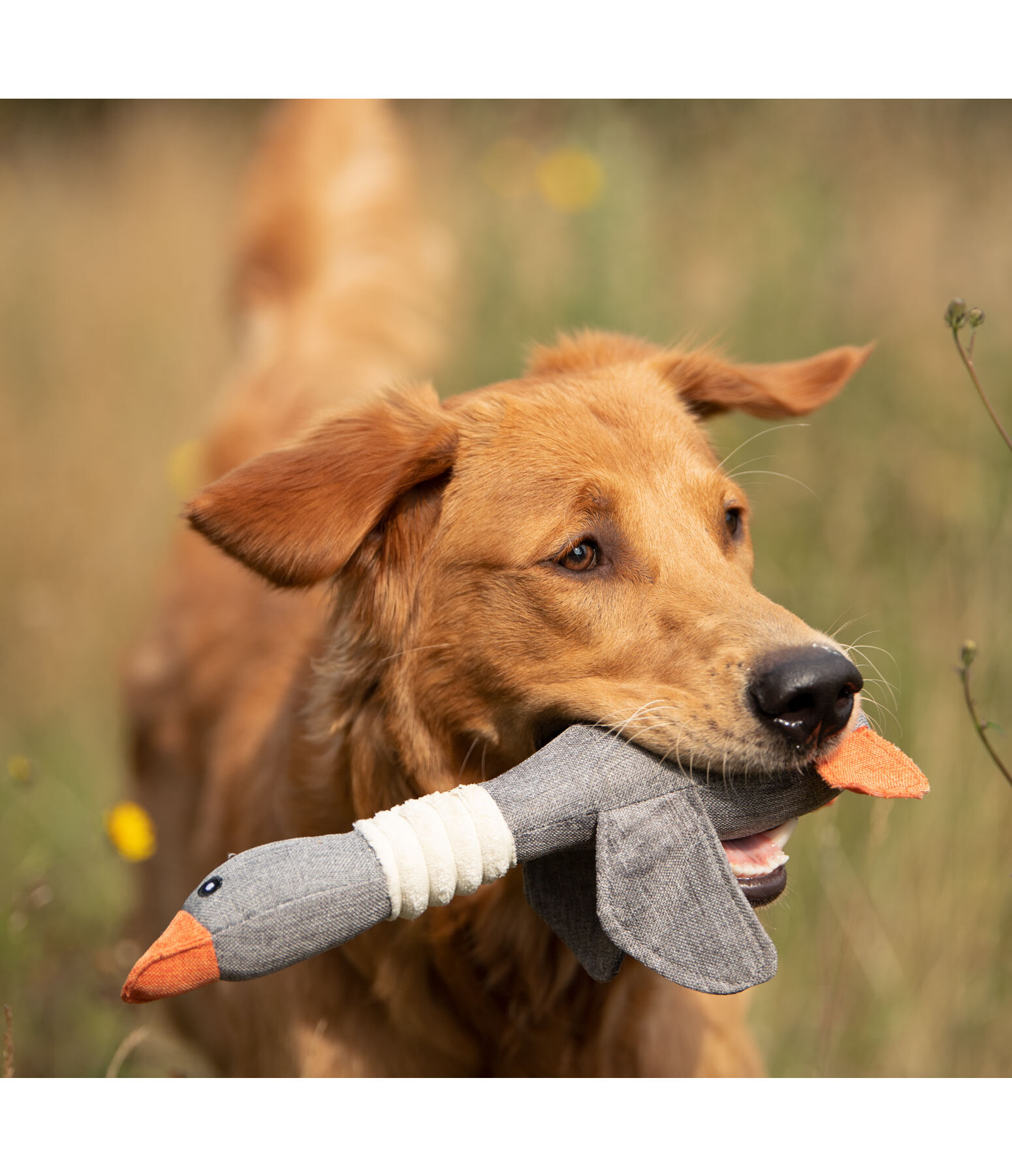 Honking goose dog toy top