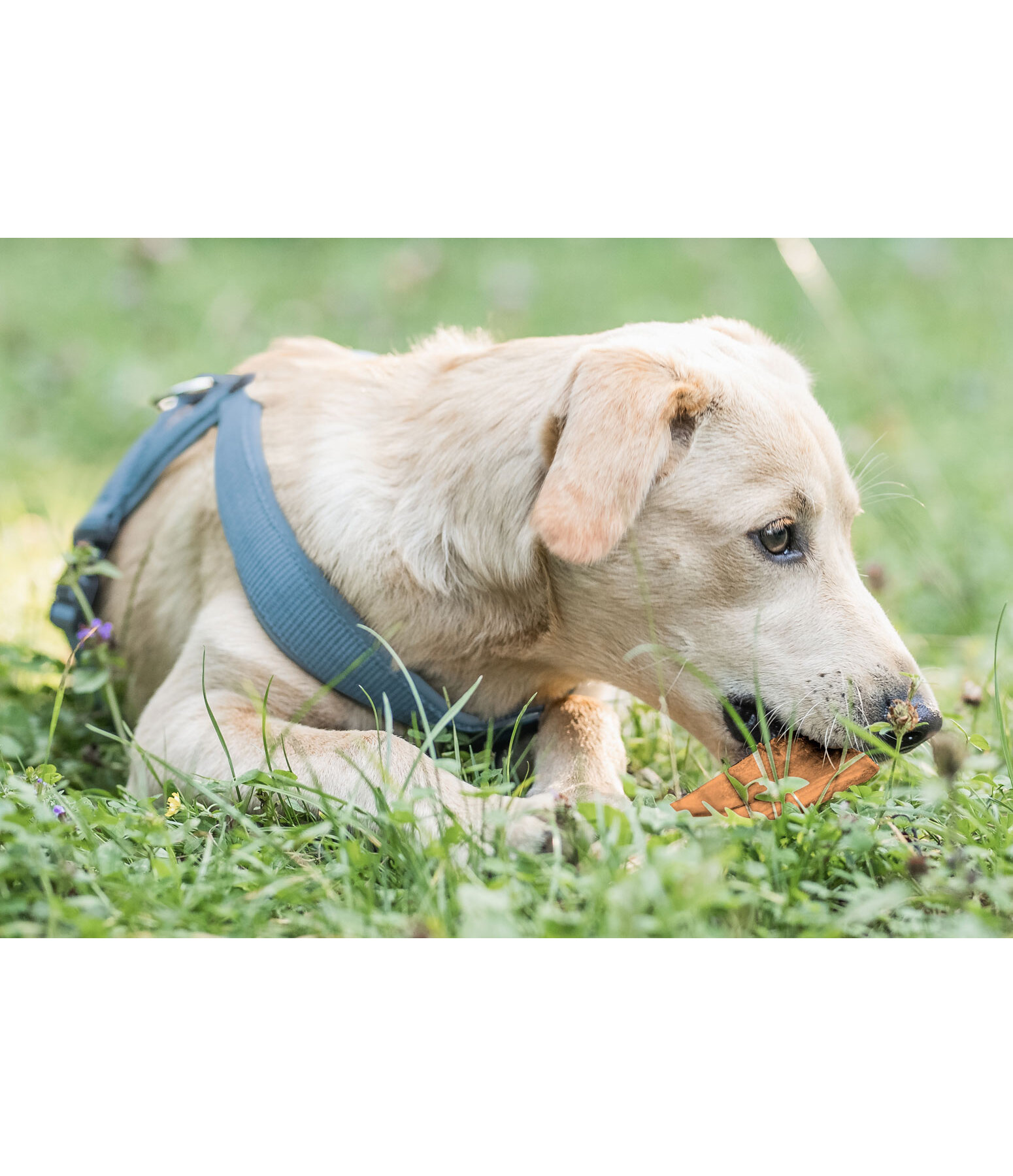 Beef Scalp Dog Snack