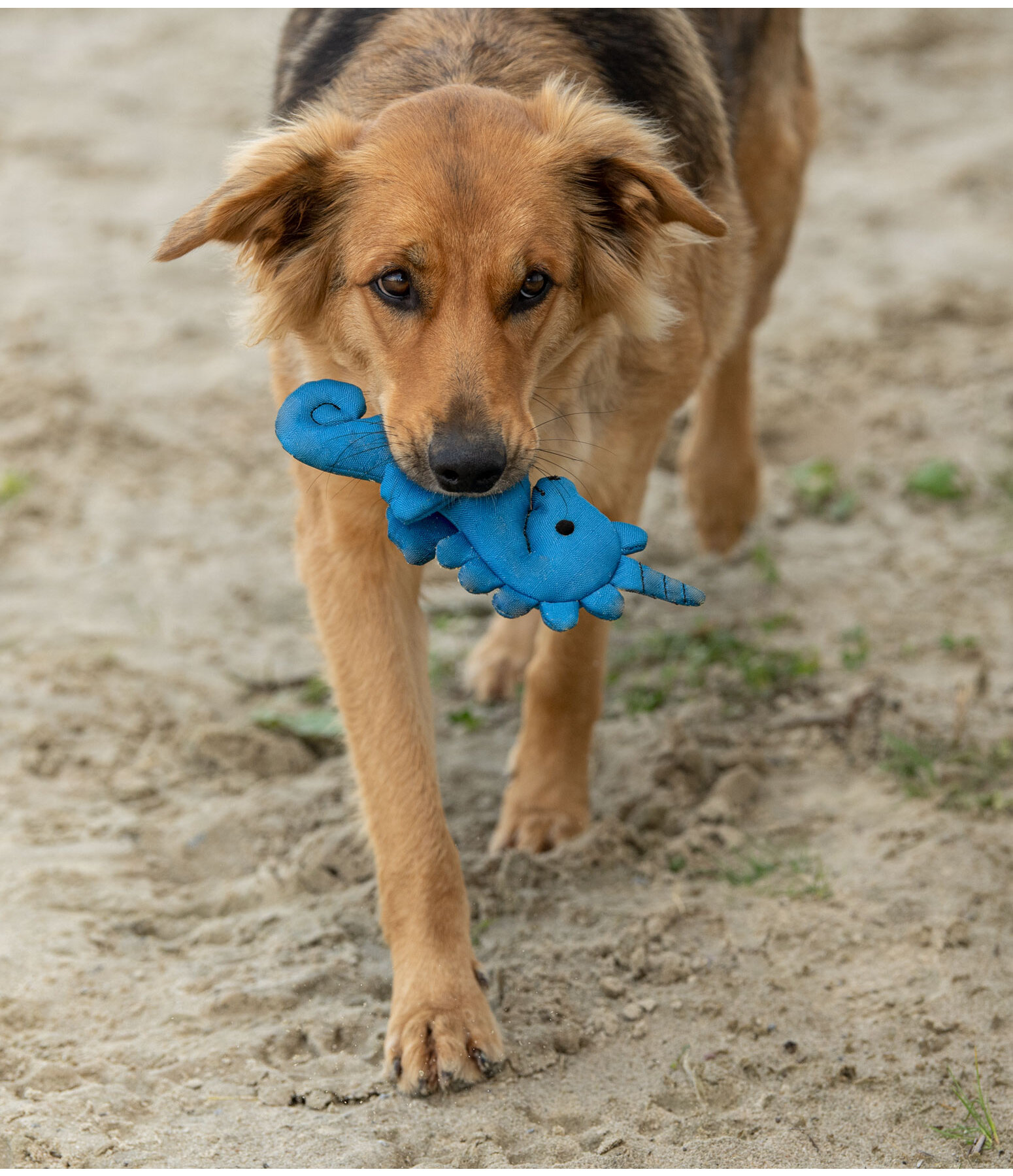 Water Dog Toy Aqua Unicorn