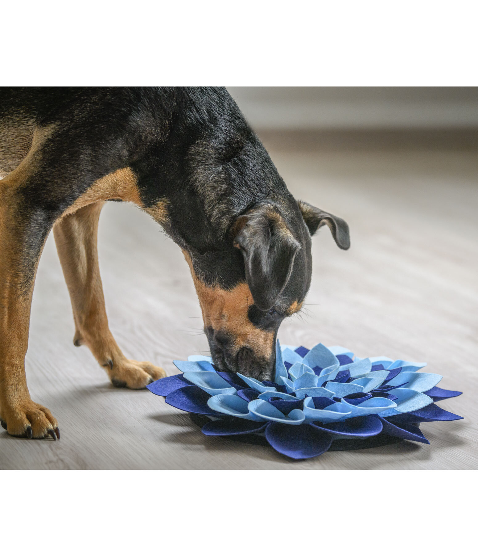 Sniffing Rug for Dogs