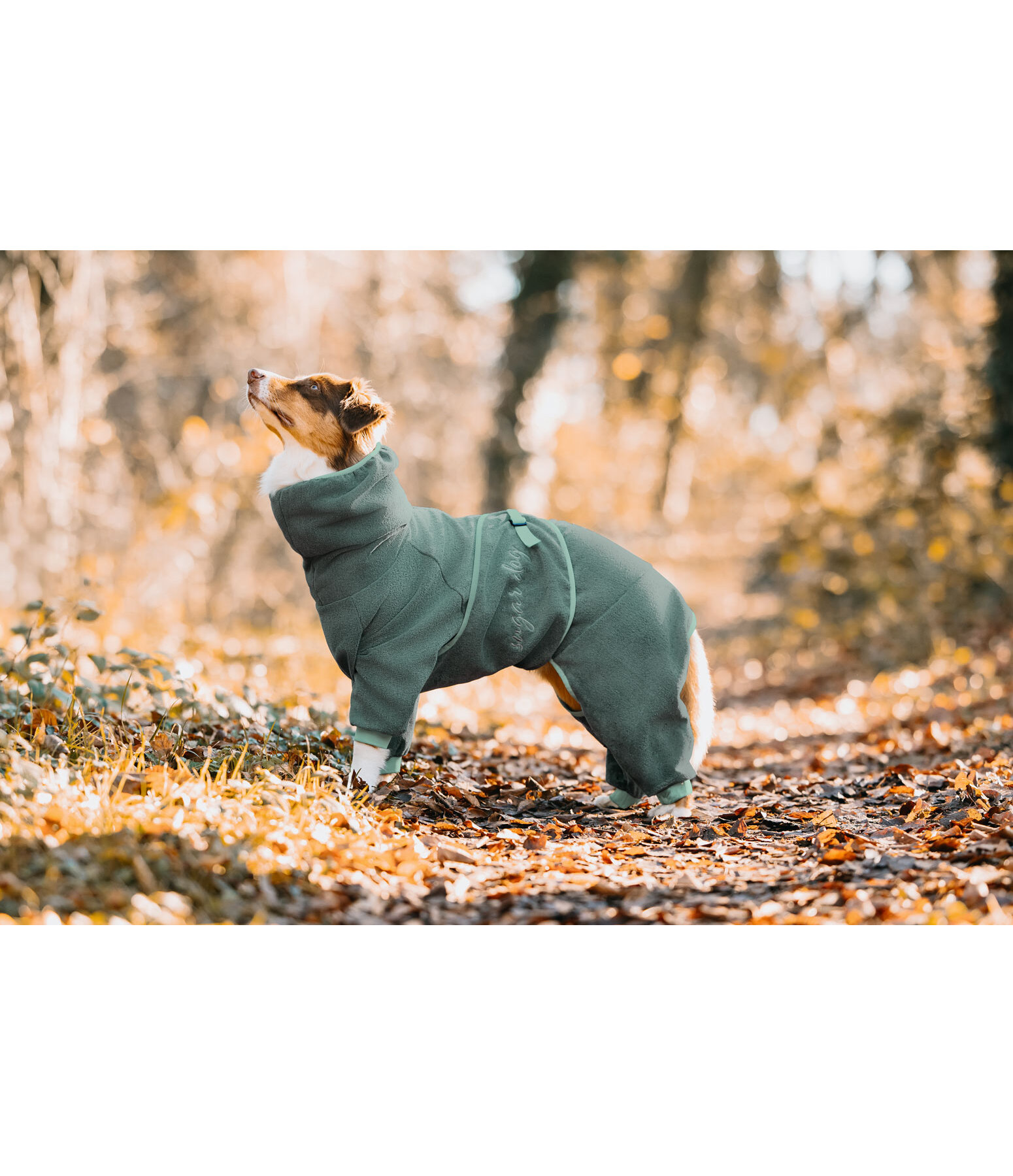 Dog Bathrobe All-Over Dry