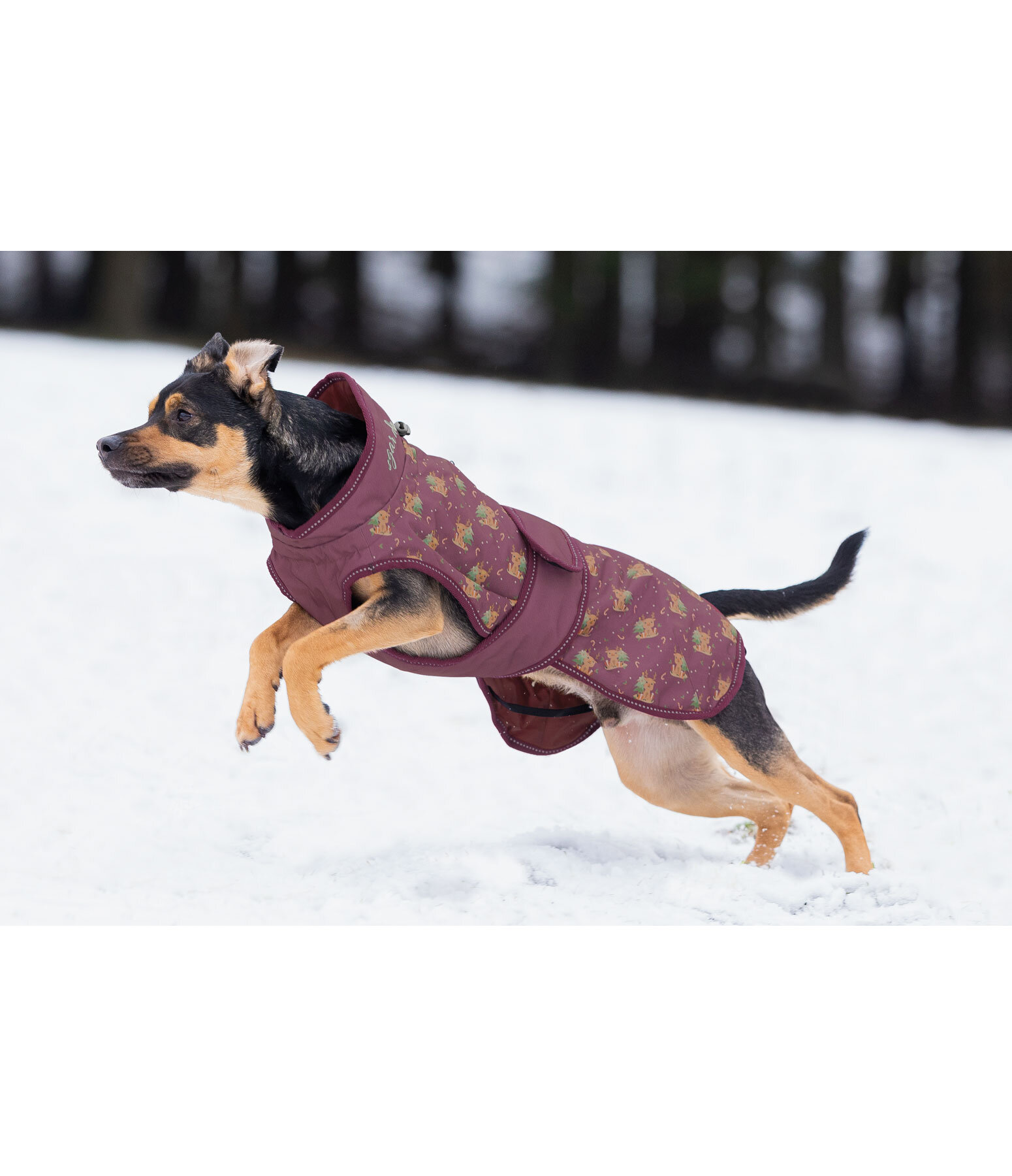 Winter Dog Coat Candy Cane, 120g