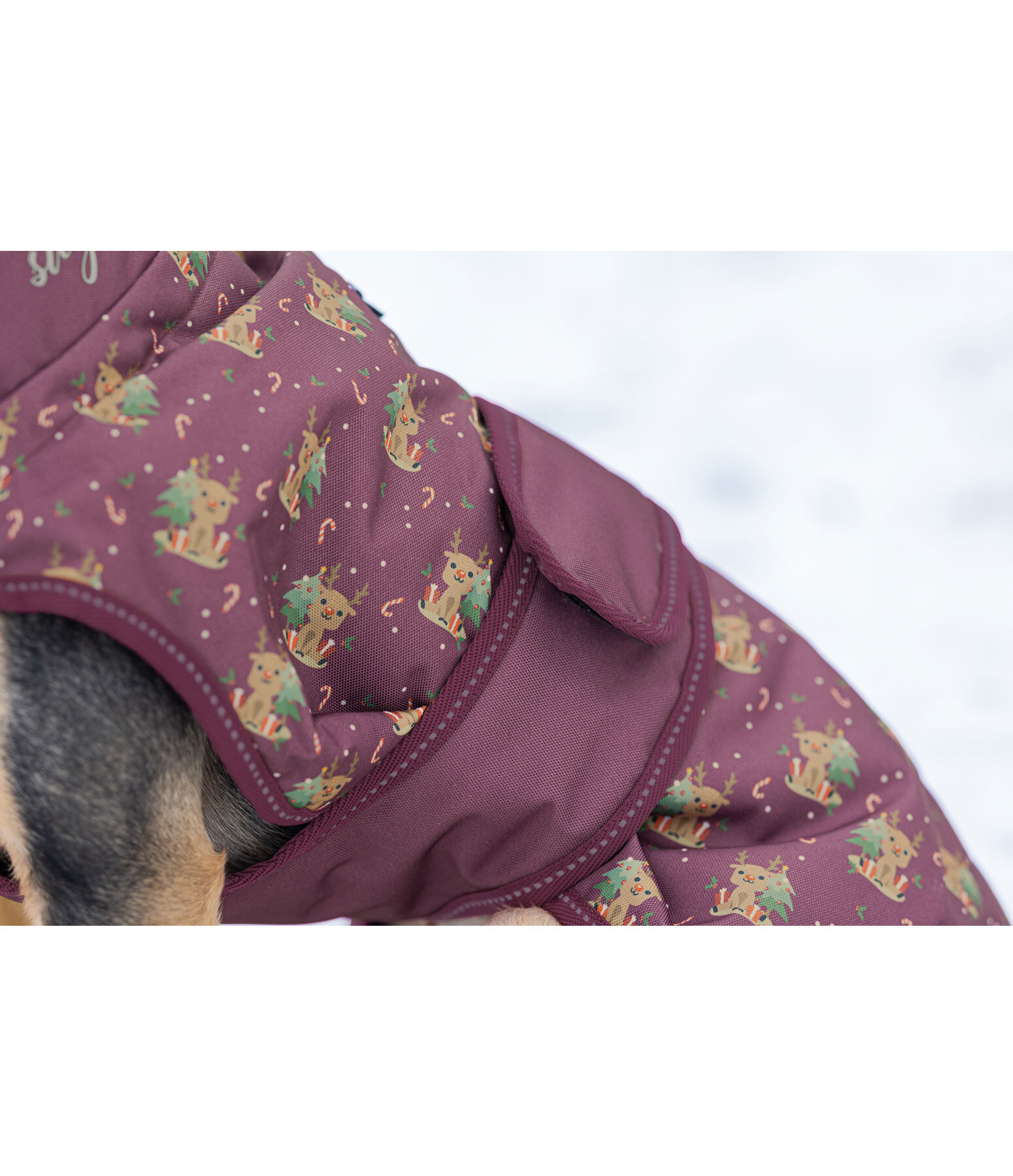 Barbour dog cheap coat purple