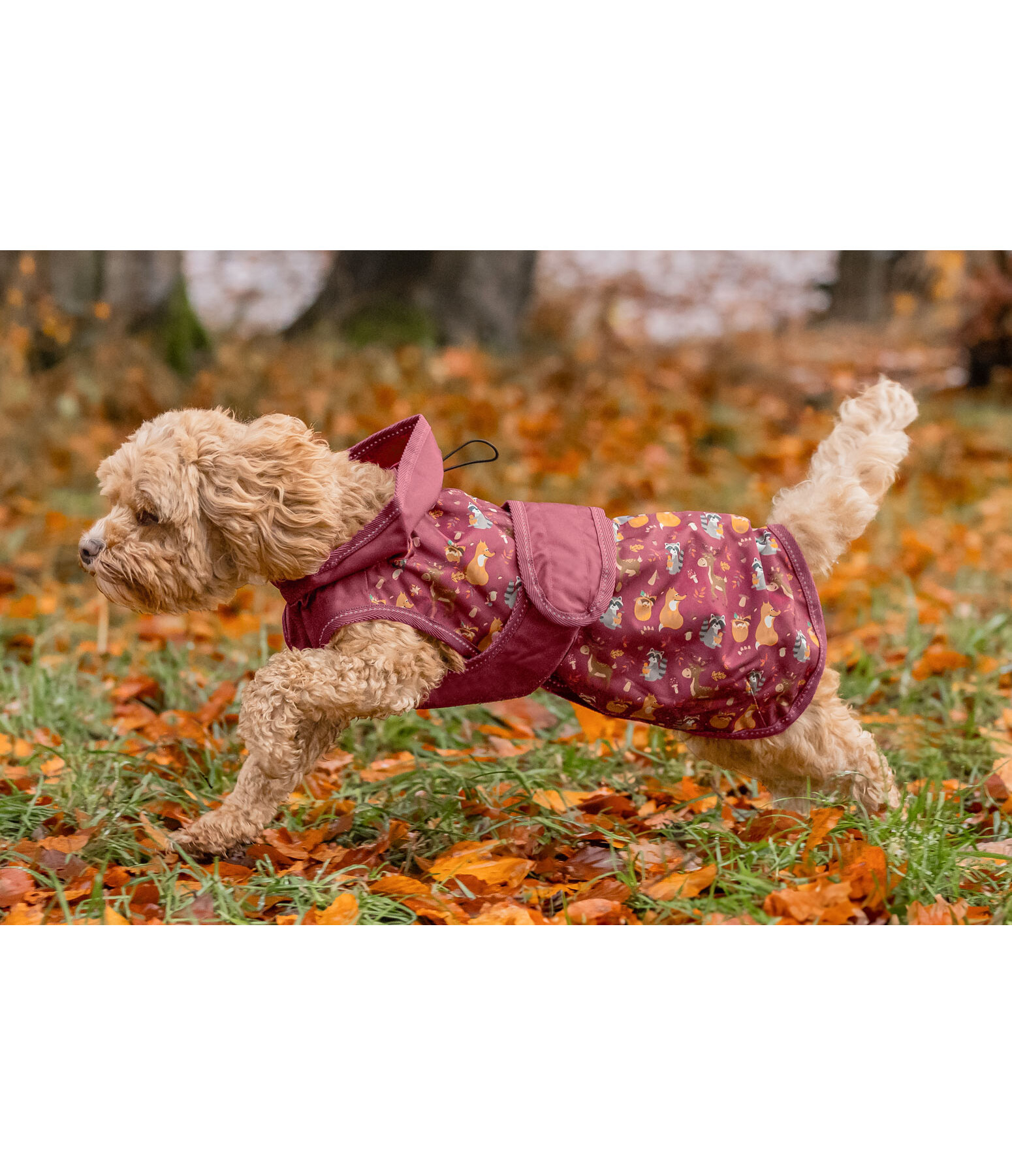 Rain Dog Coat Pumpkin Spice, 0g