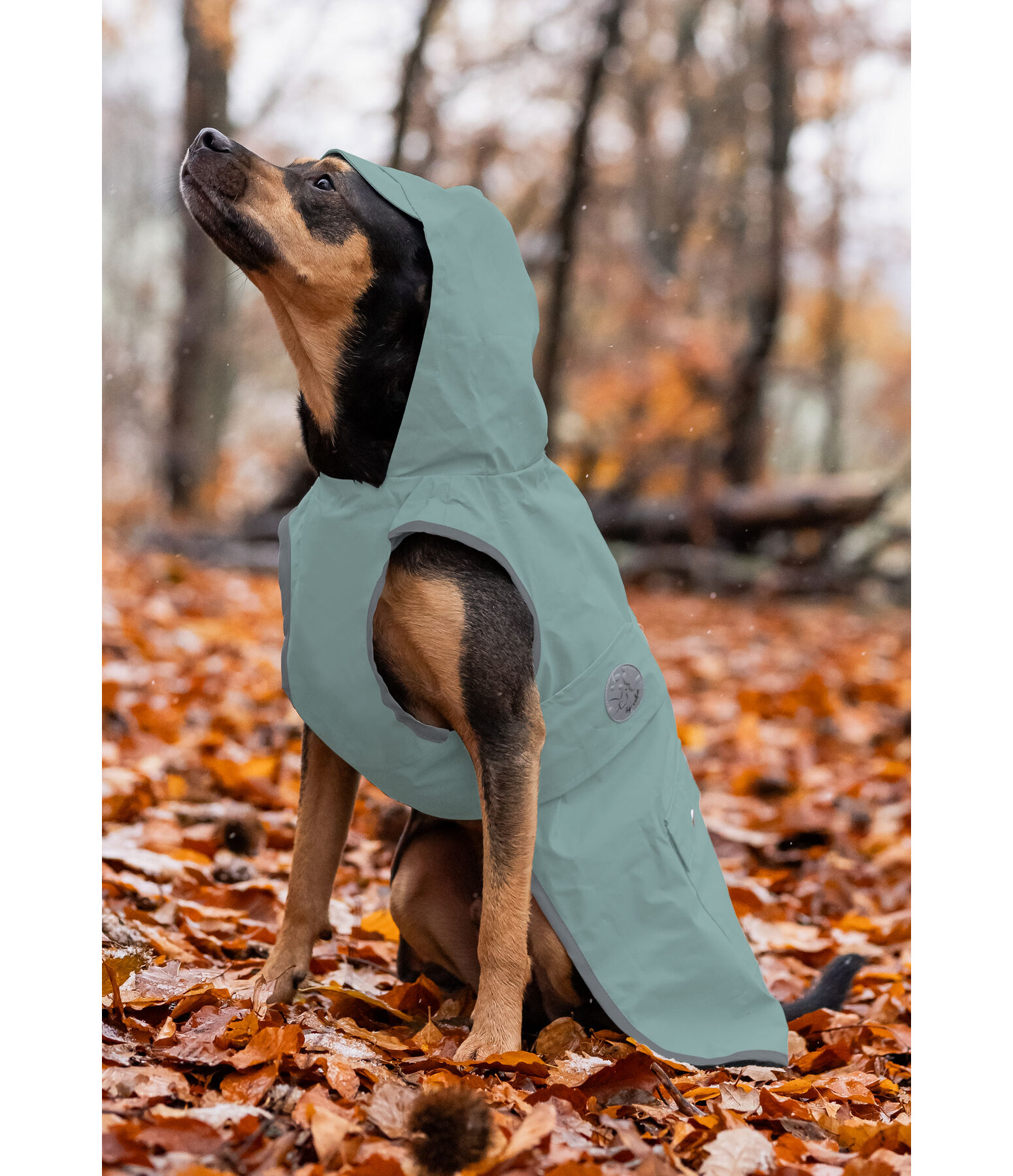 Rain Dog Coat Waterton Lakes, 0g