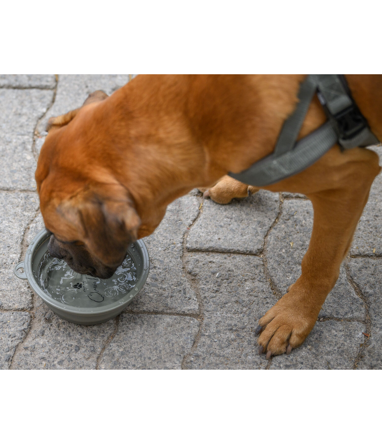 Foldable Dog Bowl Classic Line