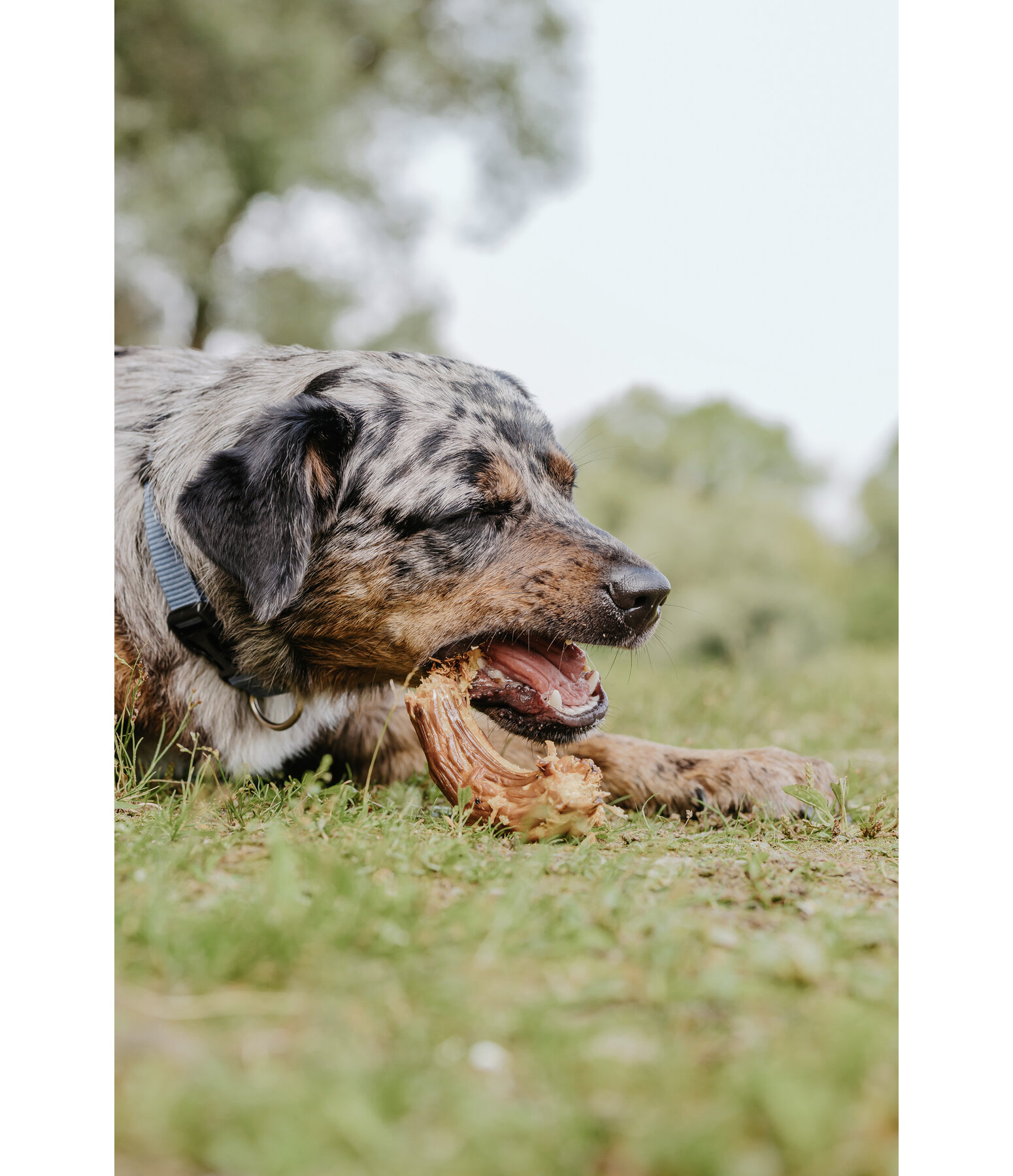 Turkey Necks Dog Snacks