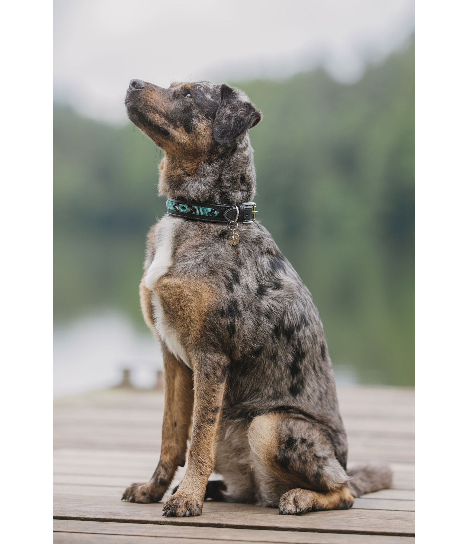 Leather Dog Collar Nashville