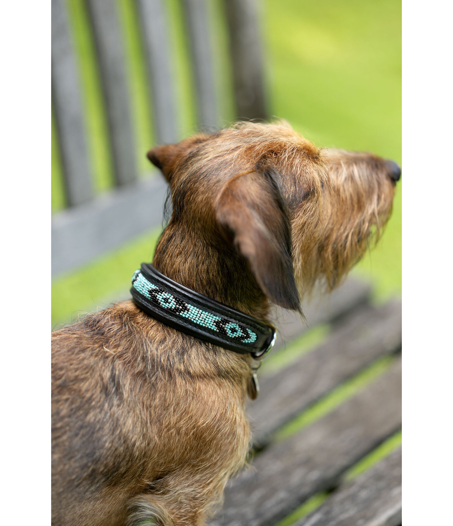 Leather Dog Collar Nashville