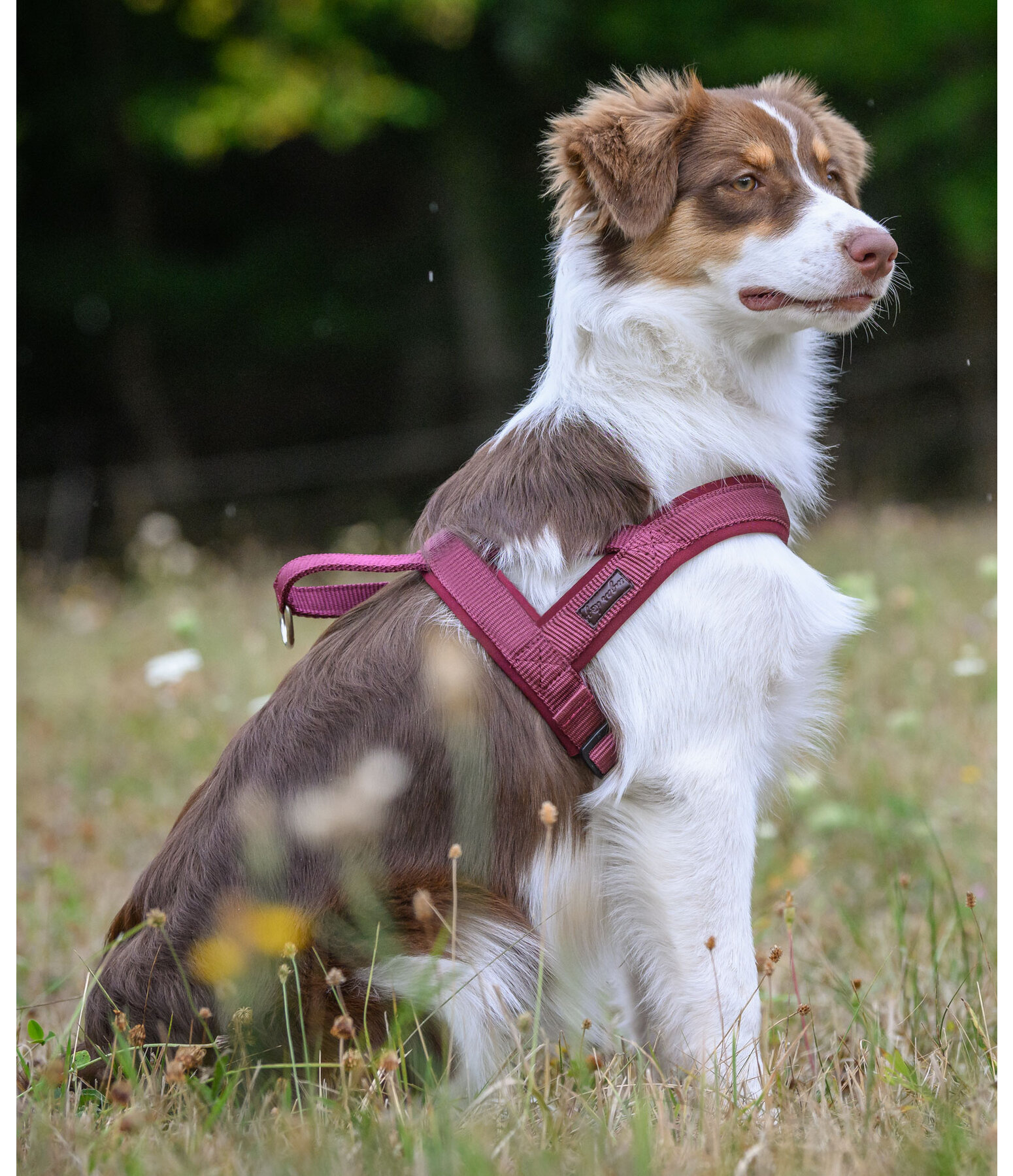 Norwegian Dog Harness Miley