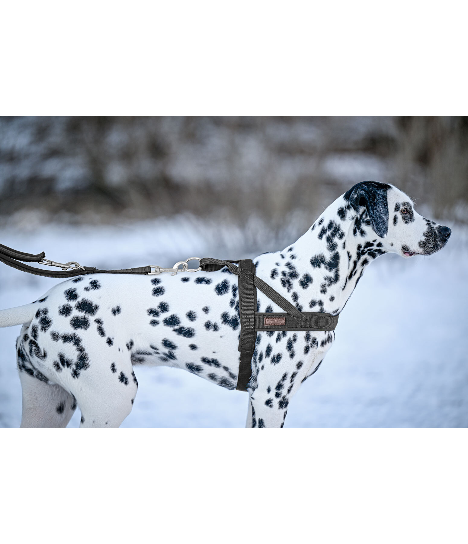 Norwegian Dog Harness Miley
