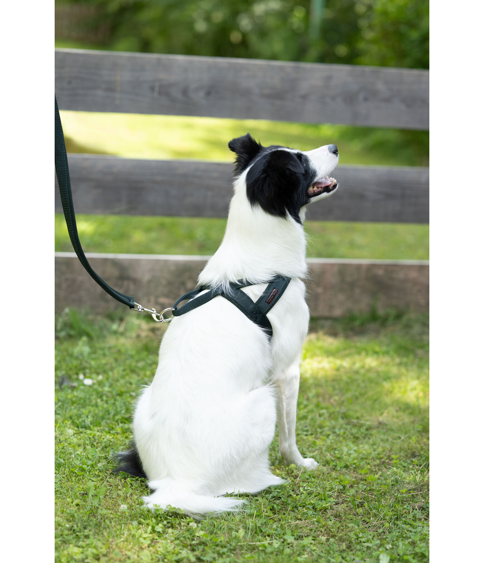 Norwegian Dog Harness Miley