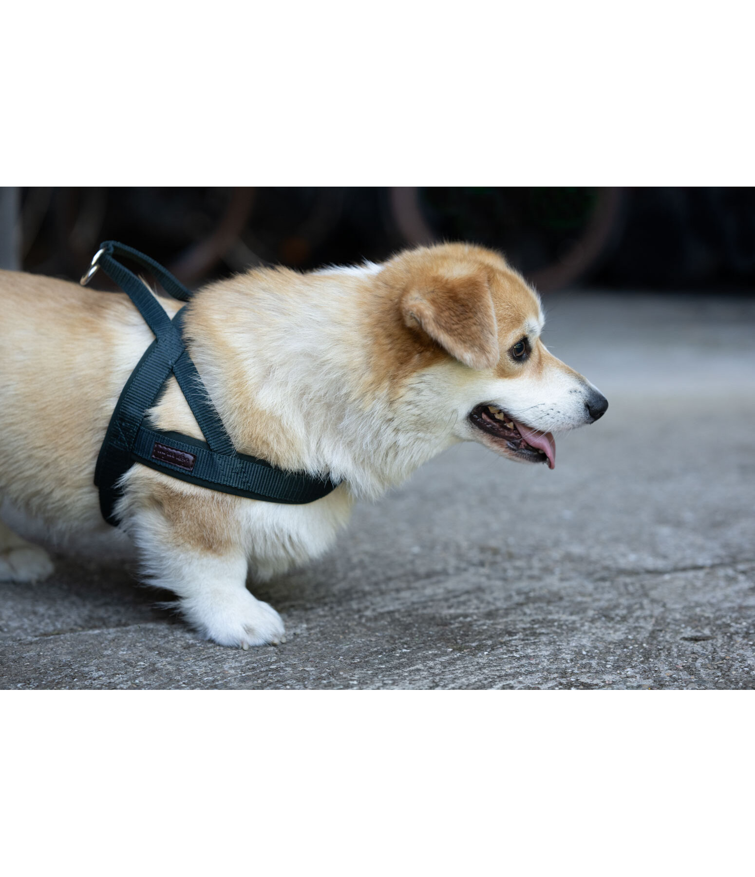 Norwegian Dog Harness Miley