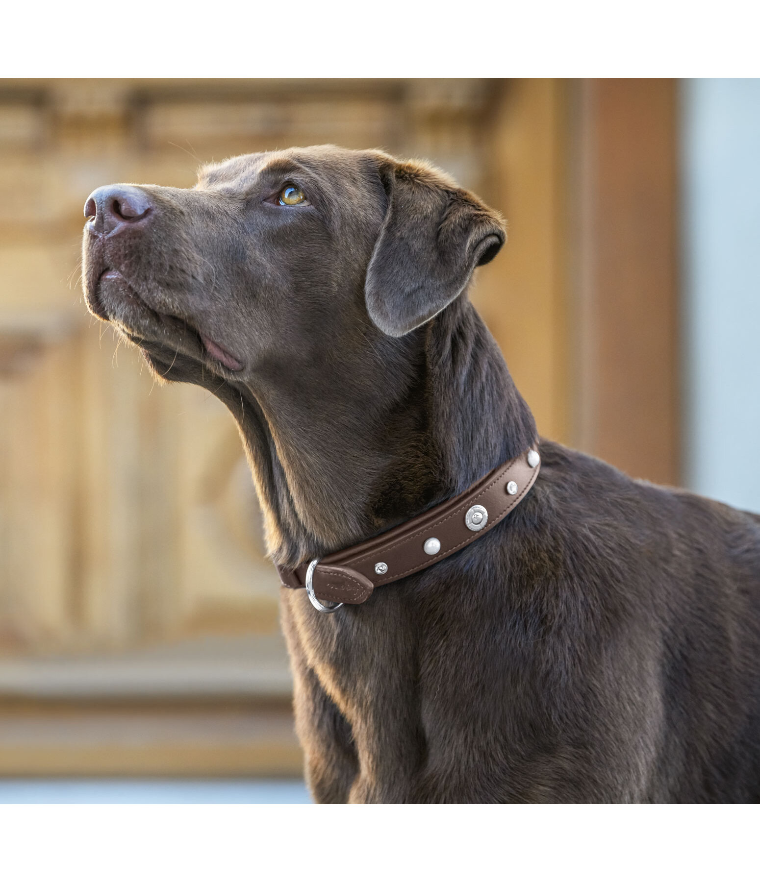 Leather Dog Collar Chinook