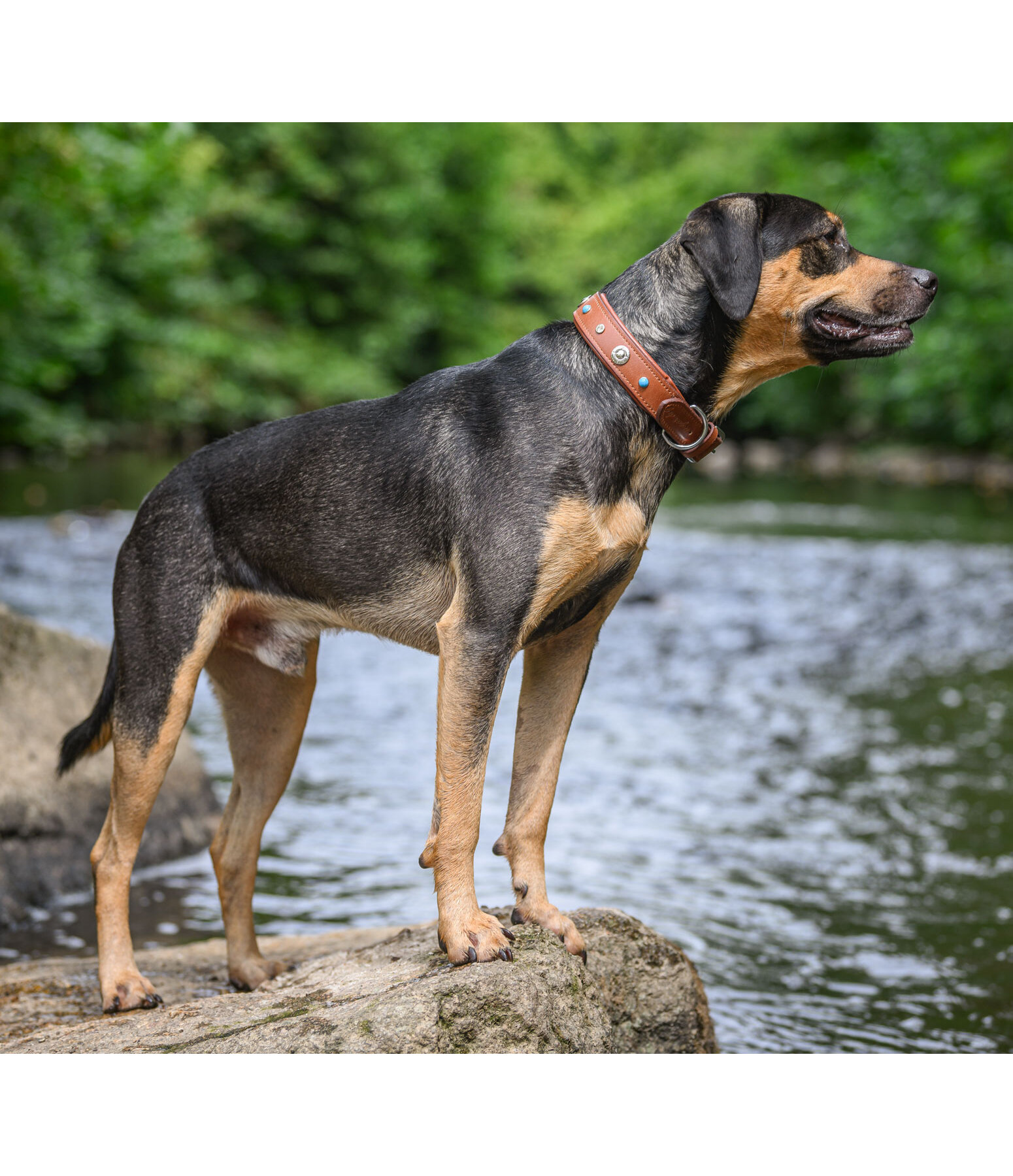 Leather Dog Collar Chinook