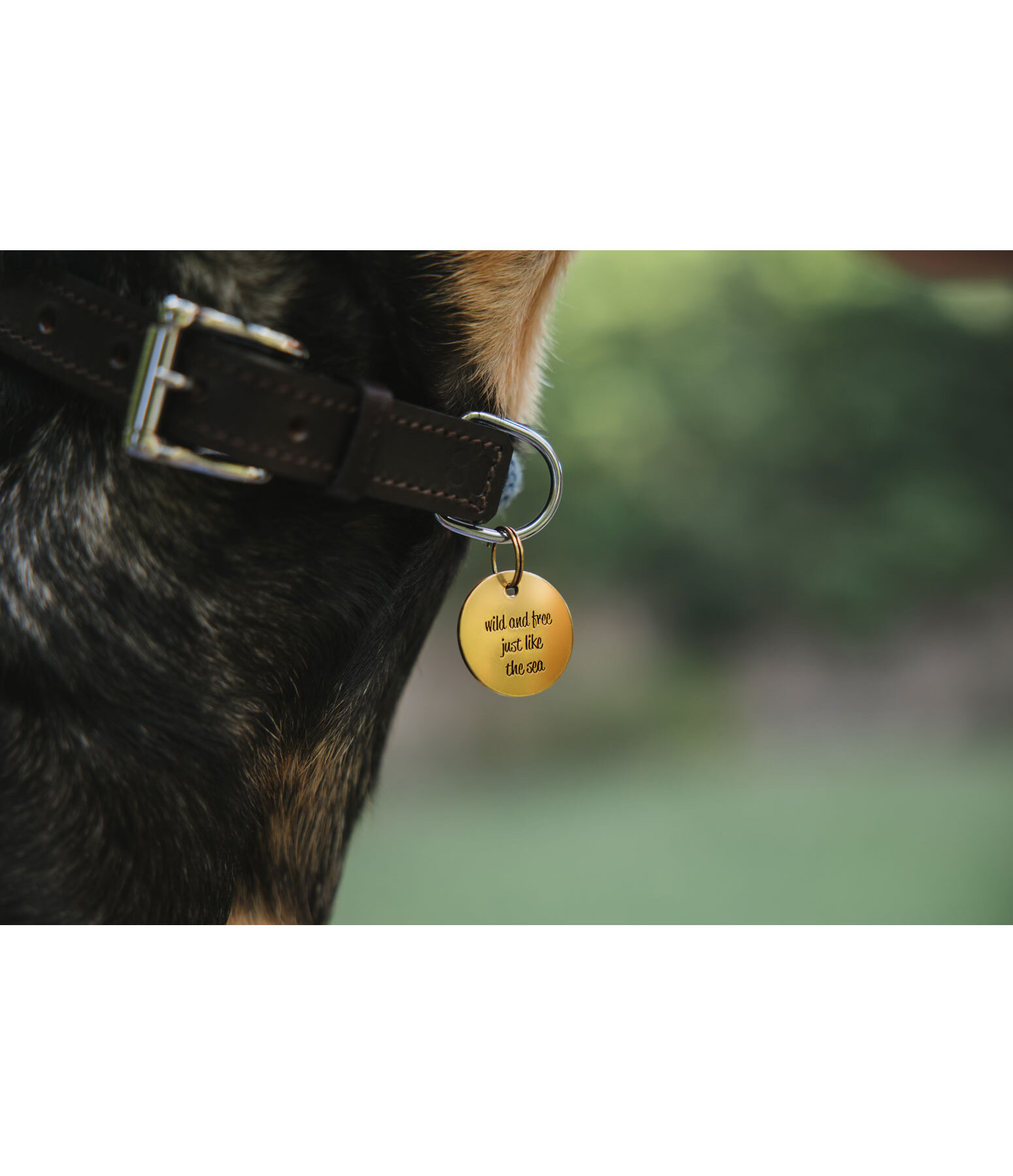 Charm for Dogs Travel Buddy