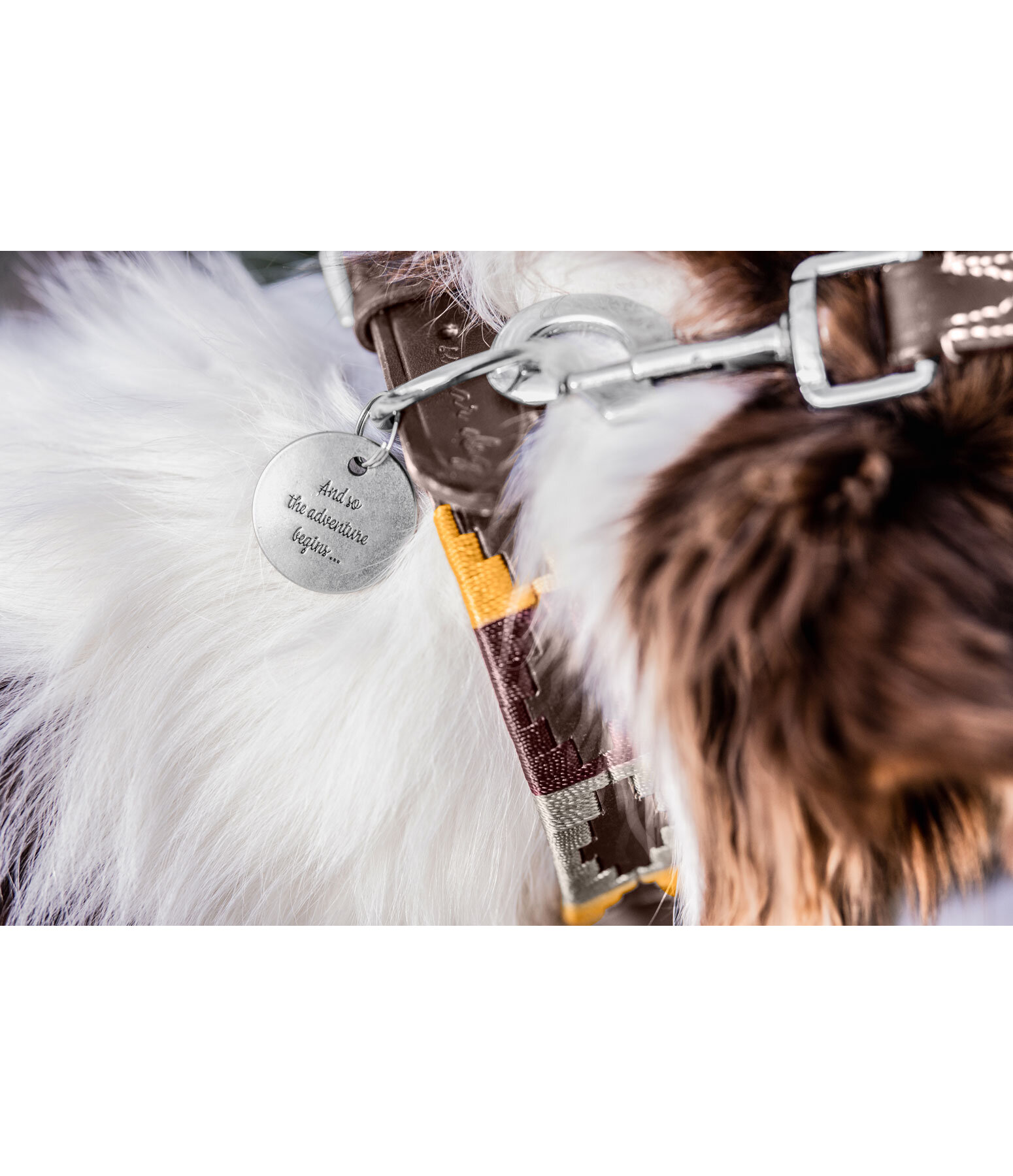 Sugar Dog Charm for Dogs Travel Buddy