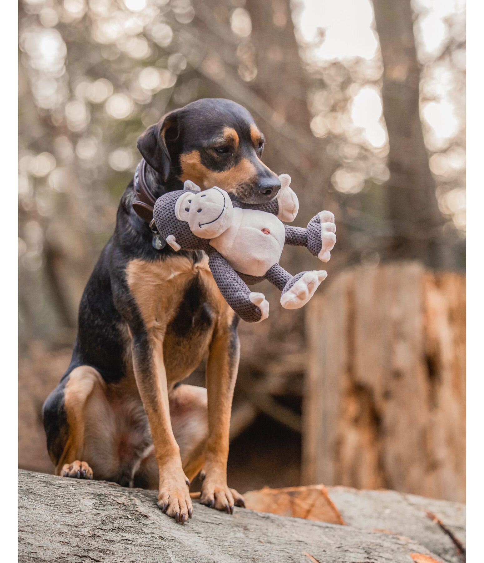 Dog Toy Cuddly Monkey Alfie