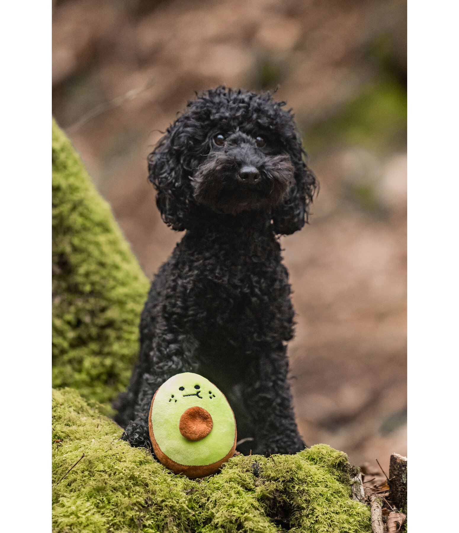 Dog Toy Avocado