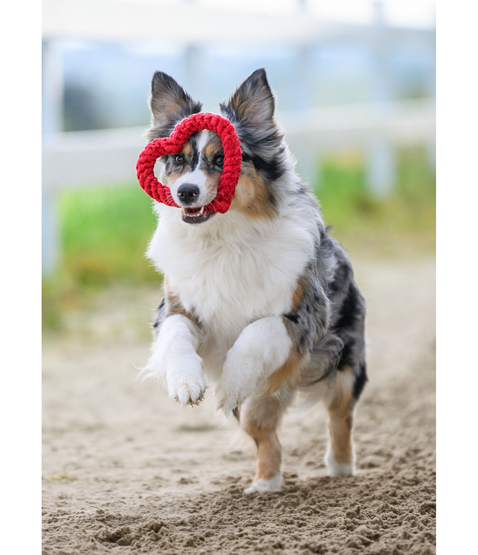 Rope Toy Valentine for Dogs