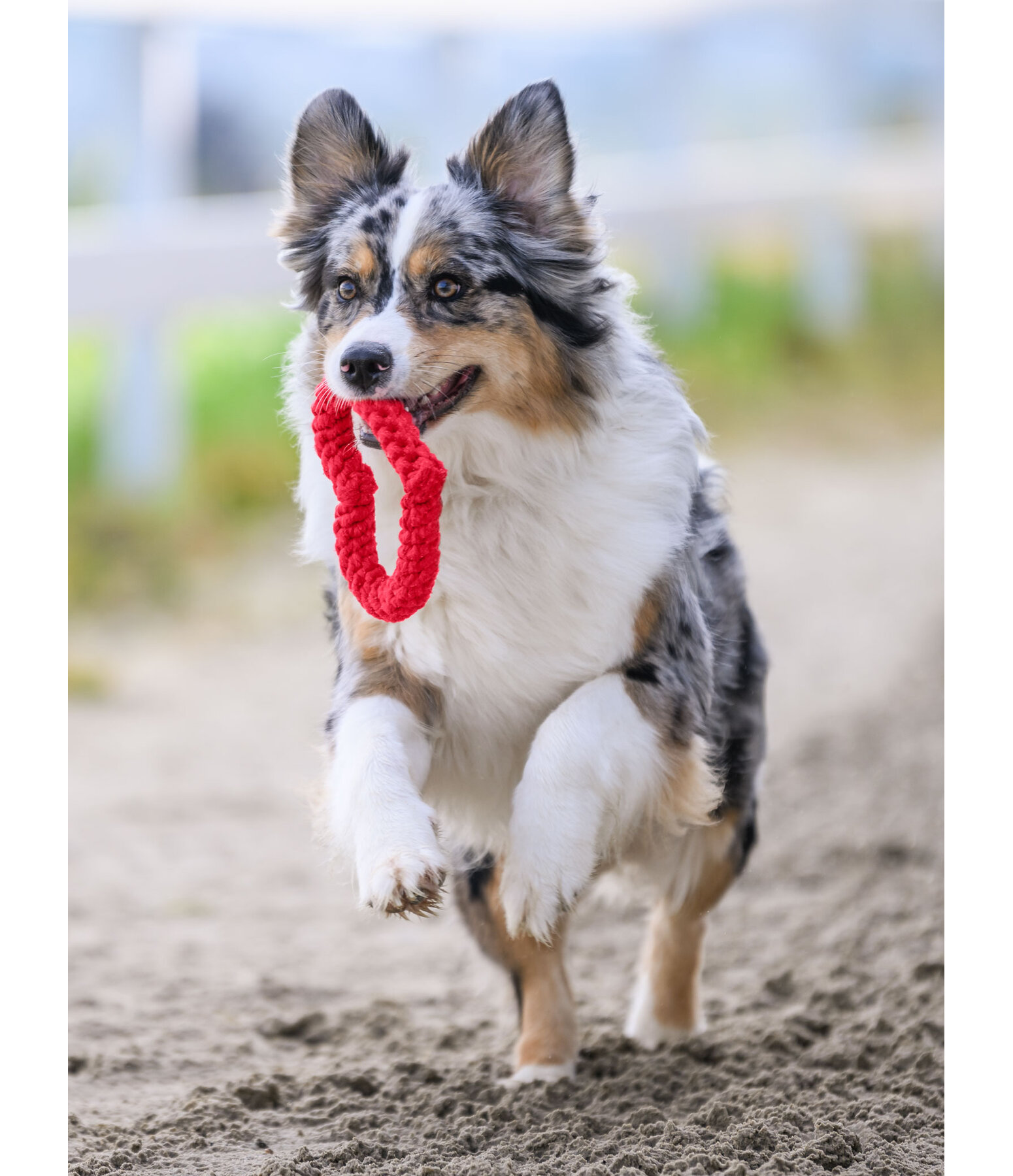 Rope Toy Valentine for Dogs