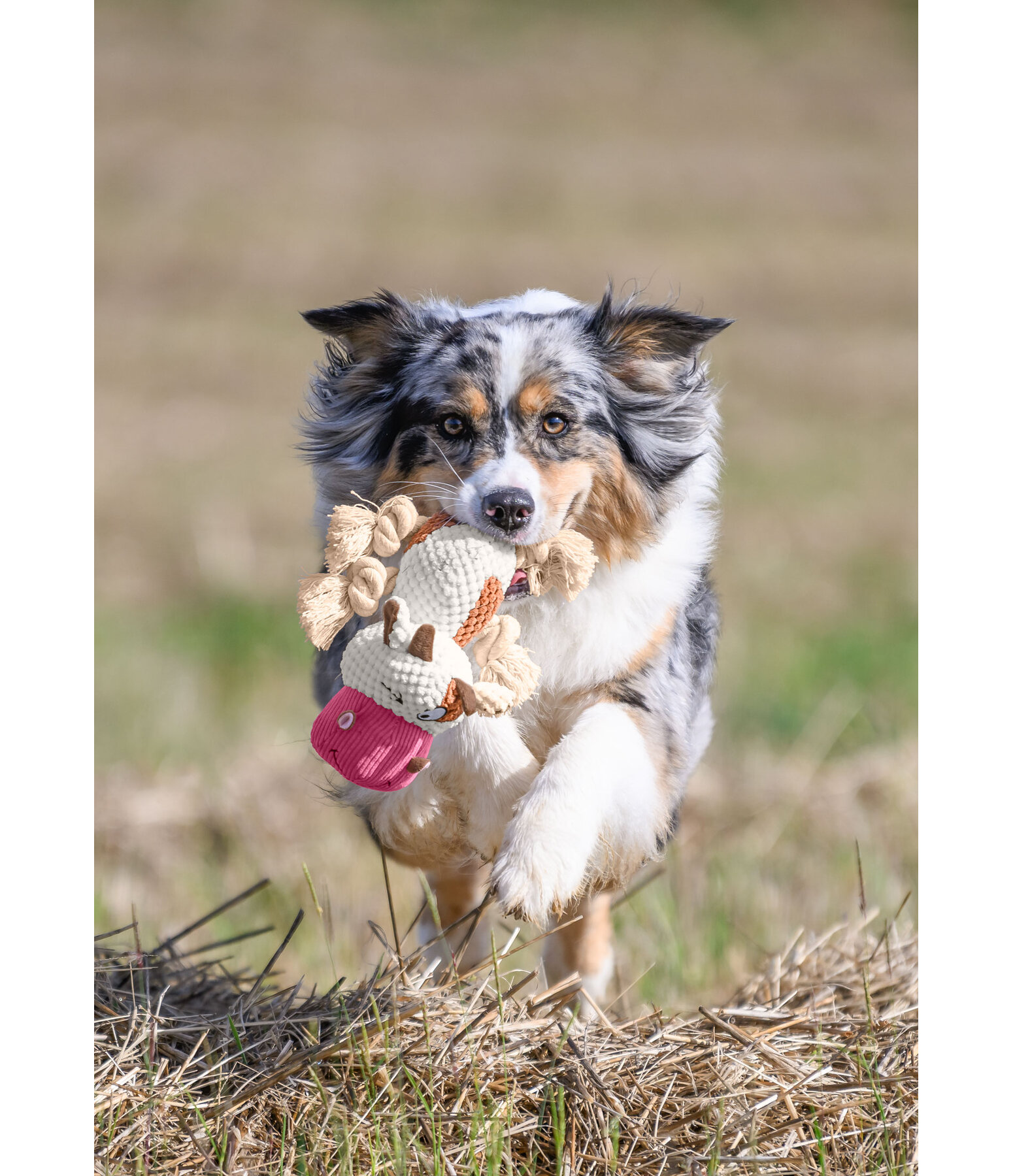 Dog Toy Cuddly Cow Zenzi