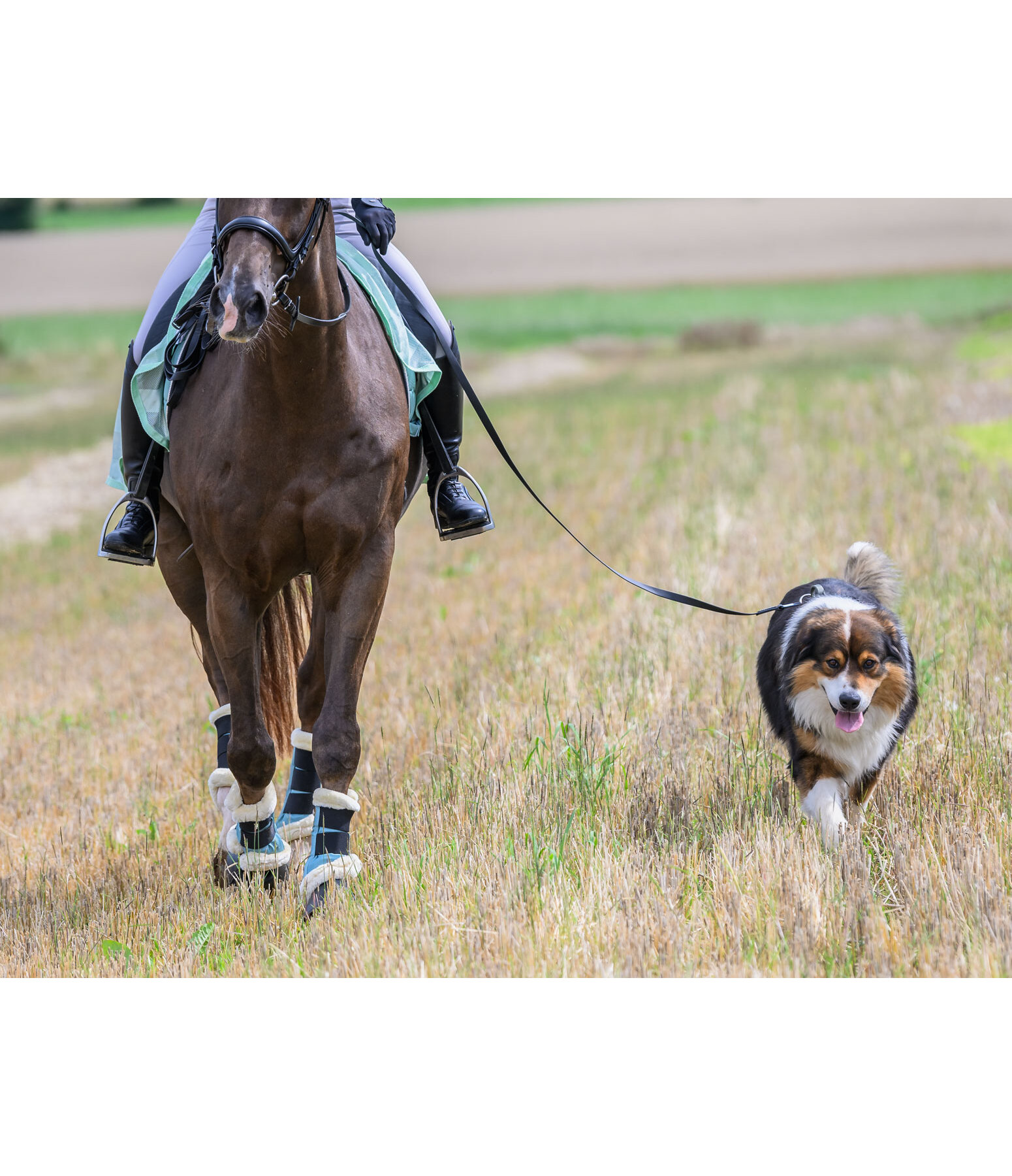 Waterproof Riding Companion Dog Lead Ginny