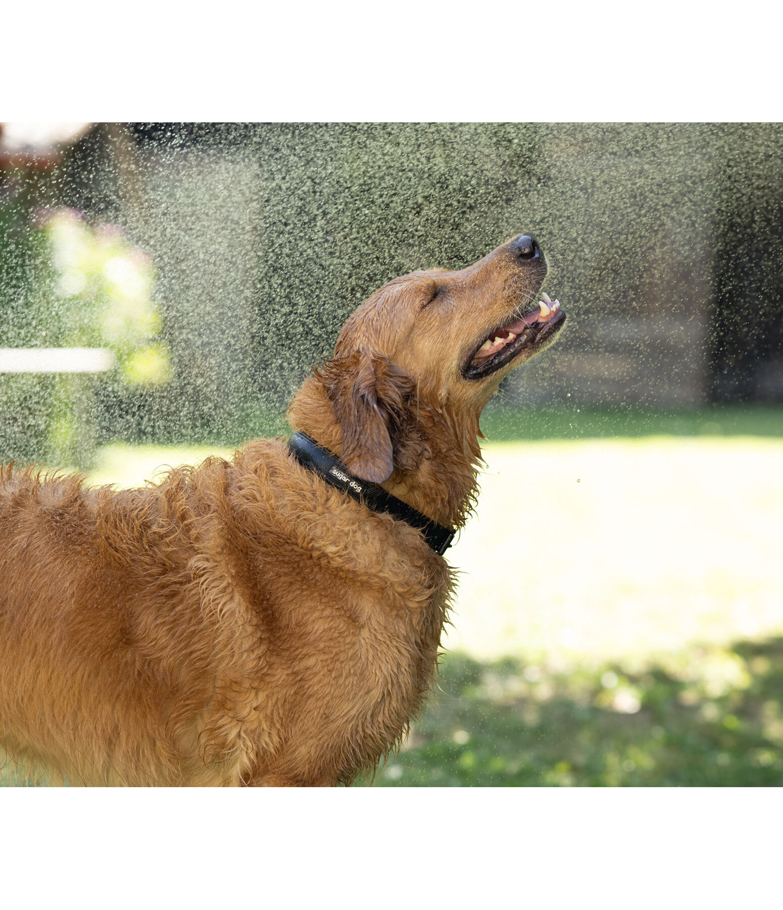 Waterproof Dog Collar Mable