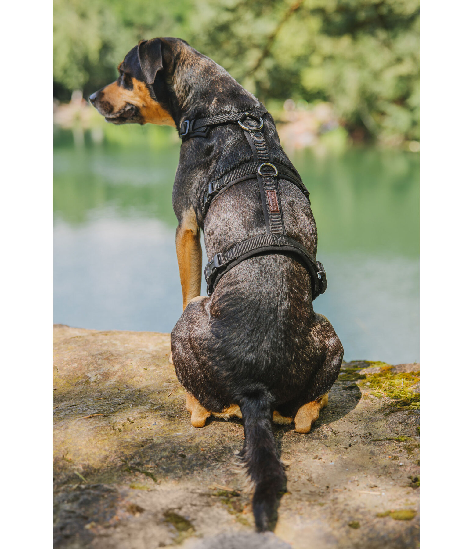 Safety Harness Irmi for dogs