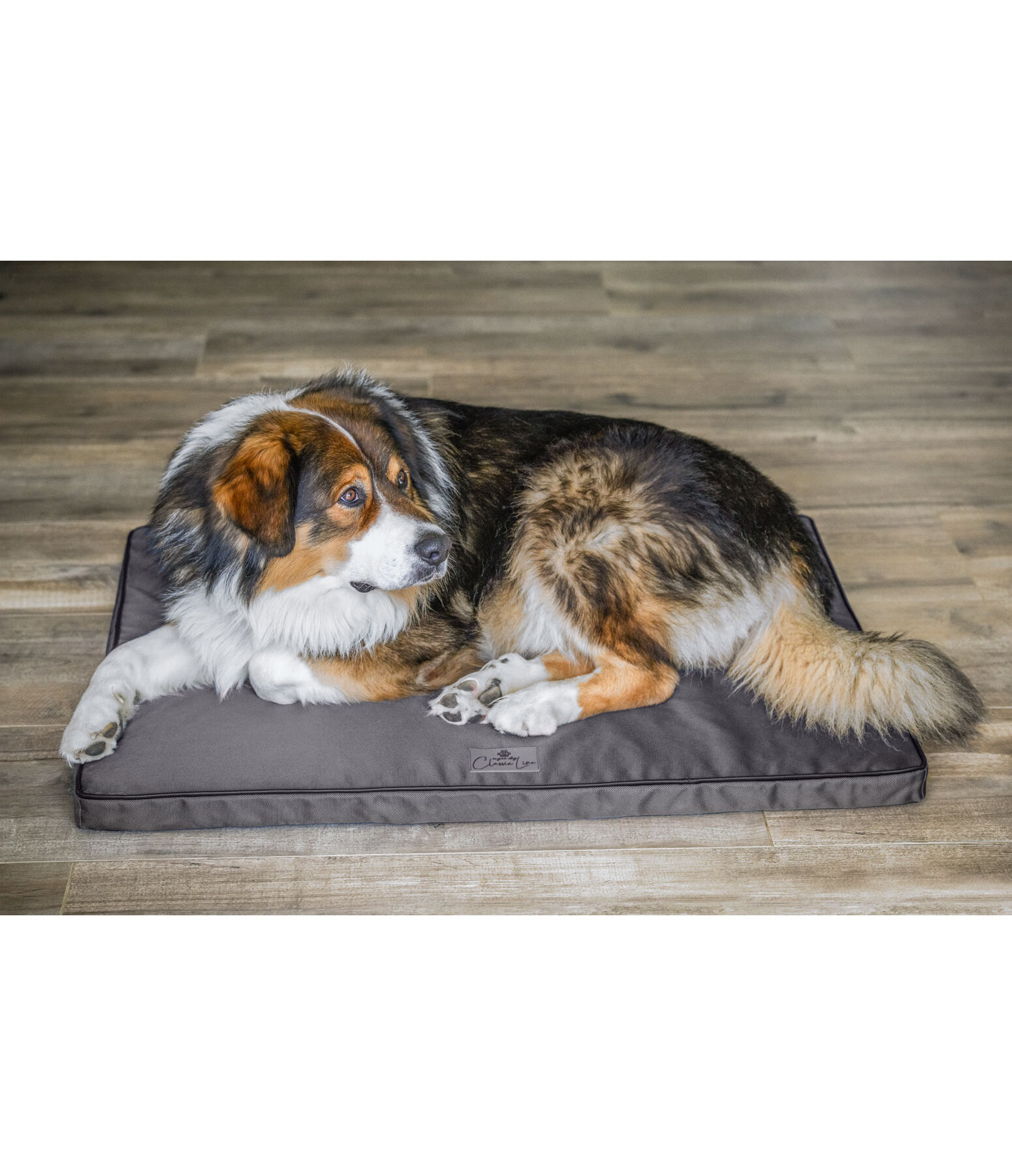 Cooling Dog Bed Mat Atlanta