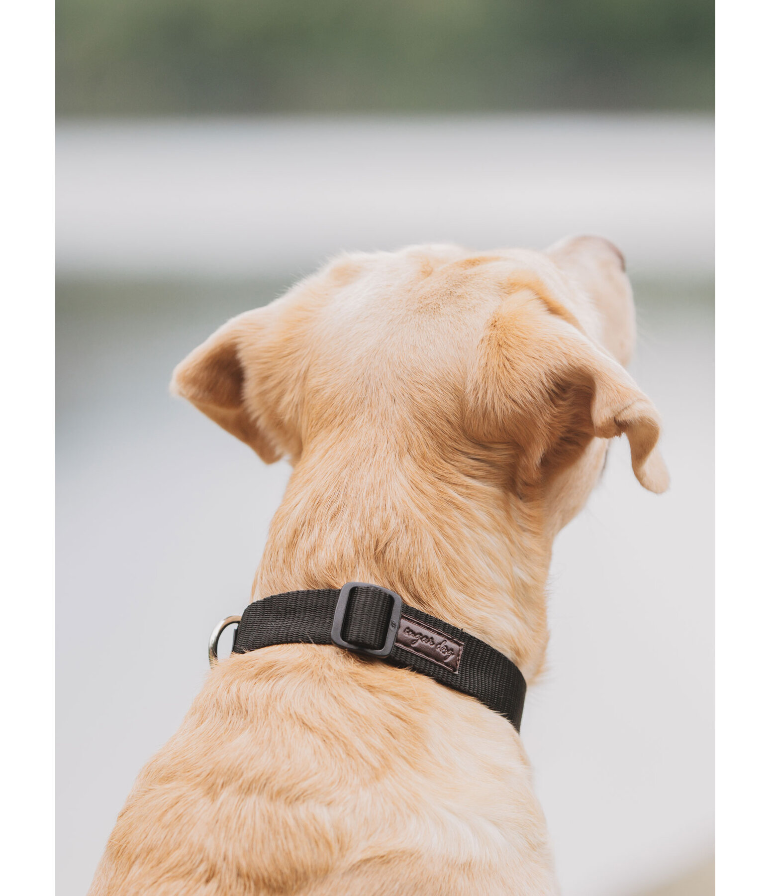 Dog Collar Champ