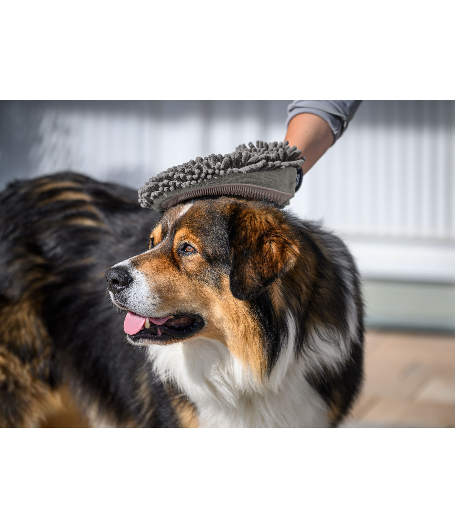 Grooming Glove Cosma for Dogs