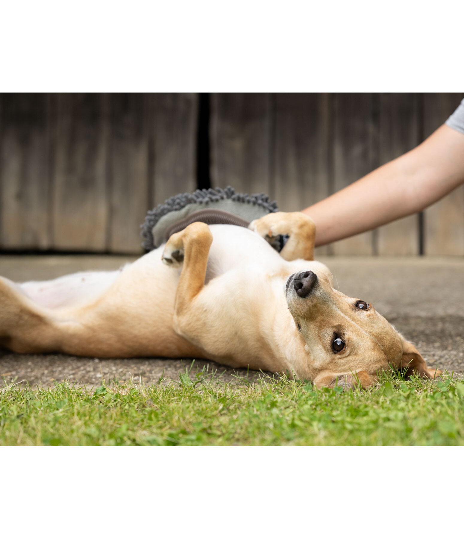 Dog Grooming Glove Cosma