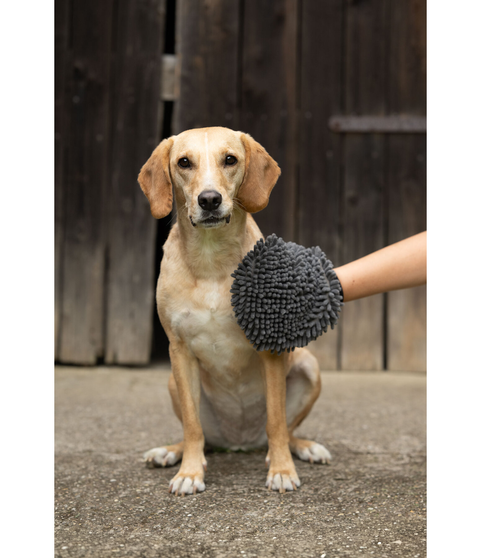 Dog Grooming Glove Cosma