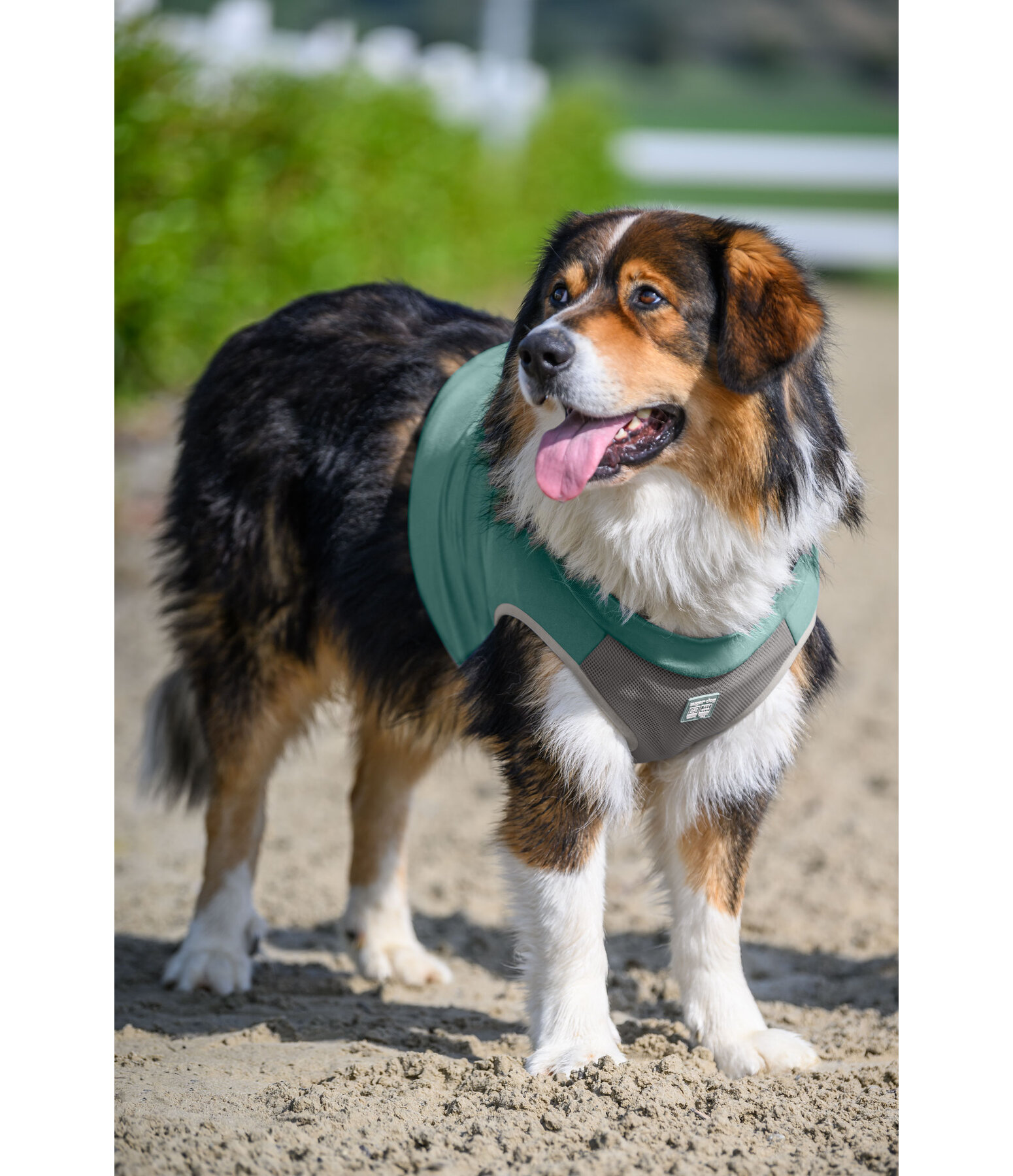 Cooling Vest Refresh for Dogs