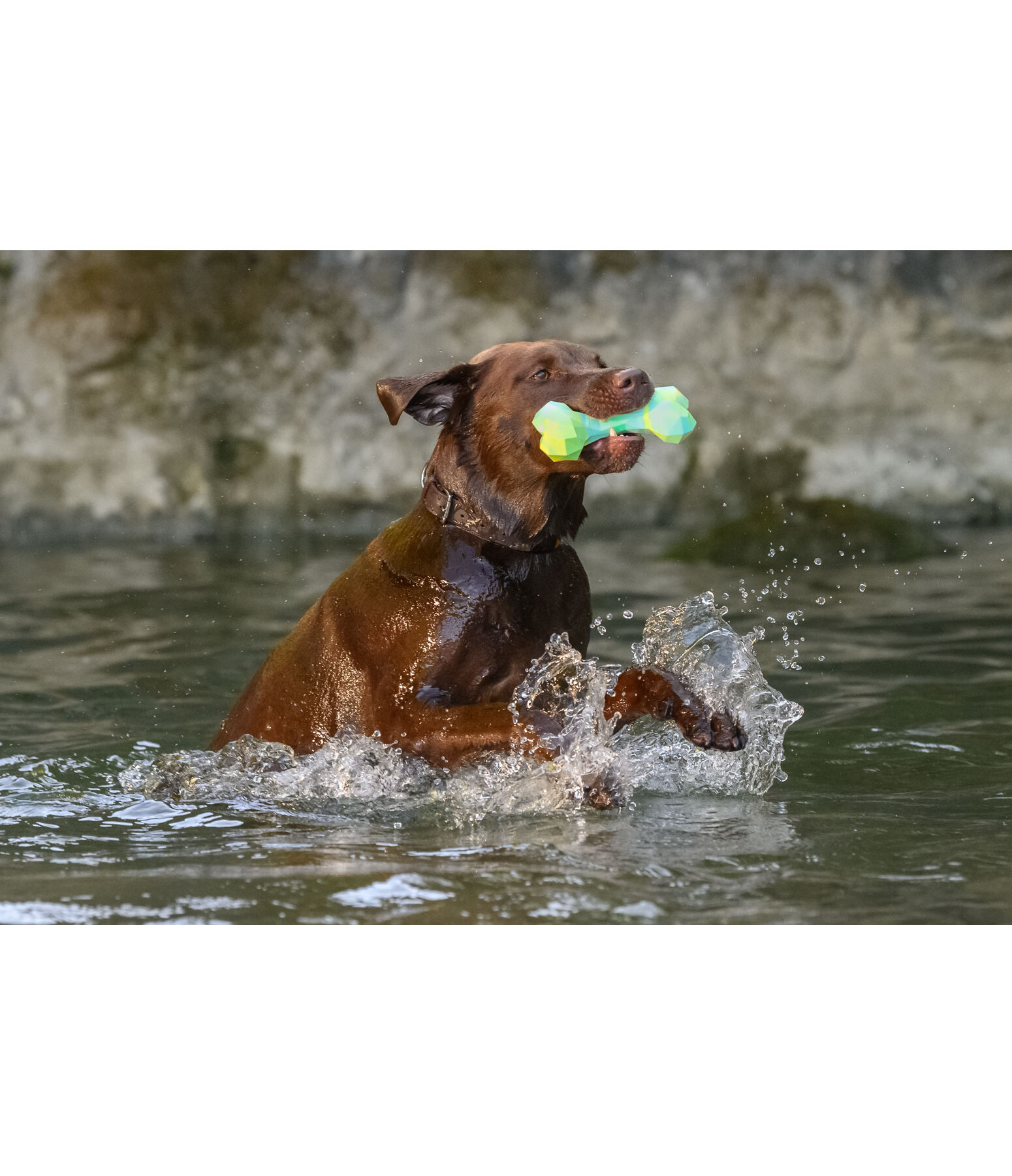 Water Toy Marble Bone for Dogs