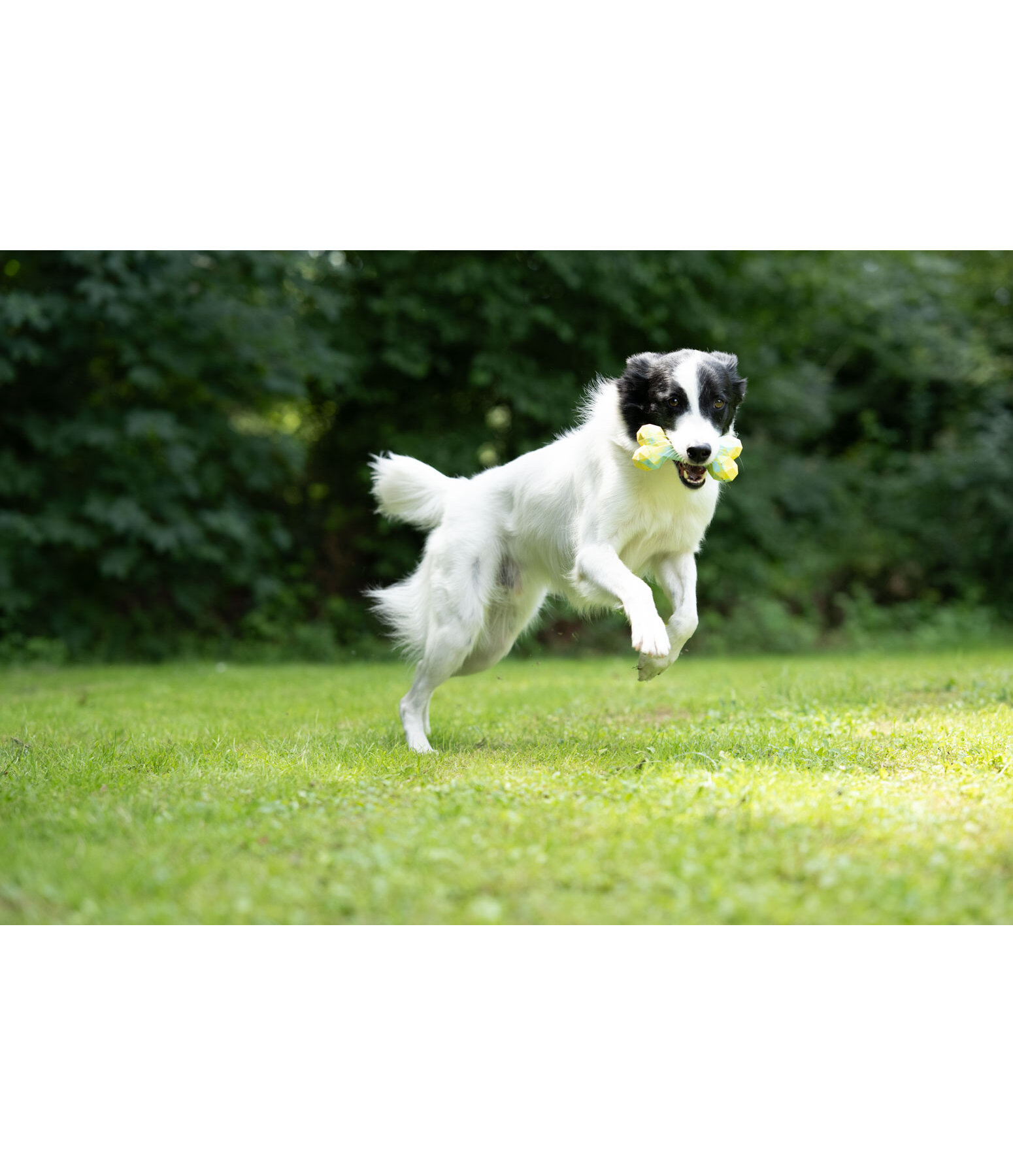 Water Toy Marble Bone for Dogs