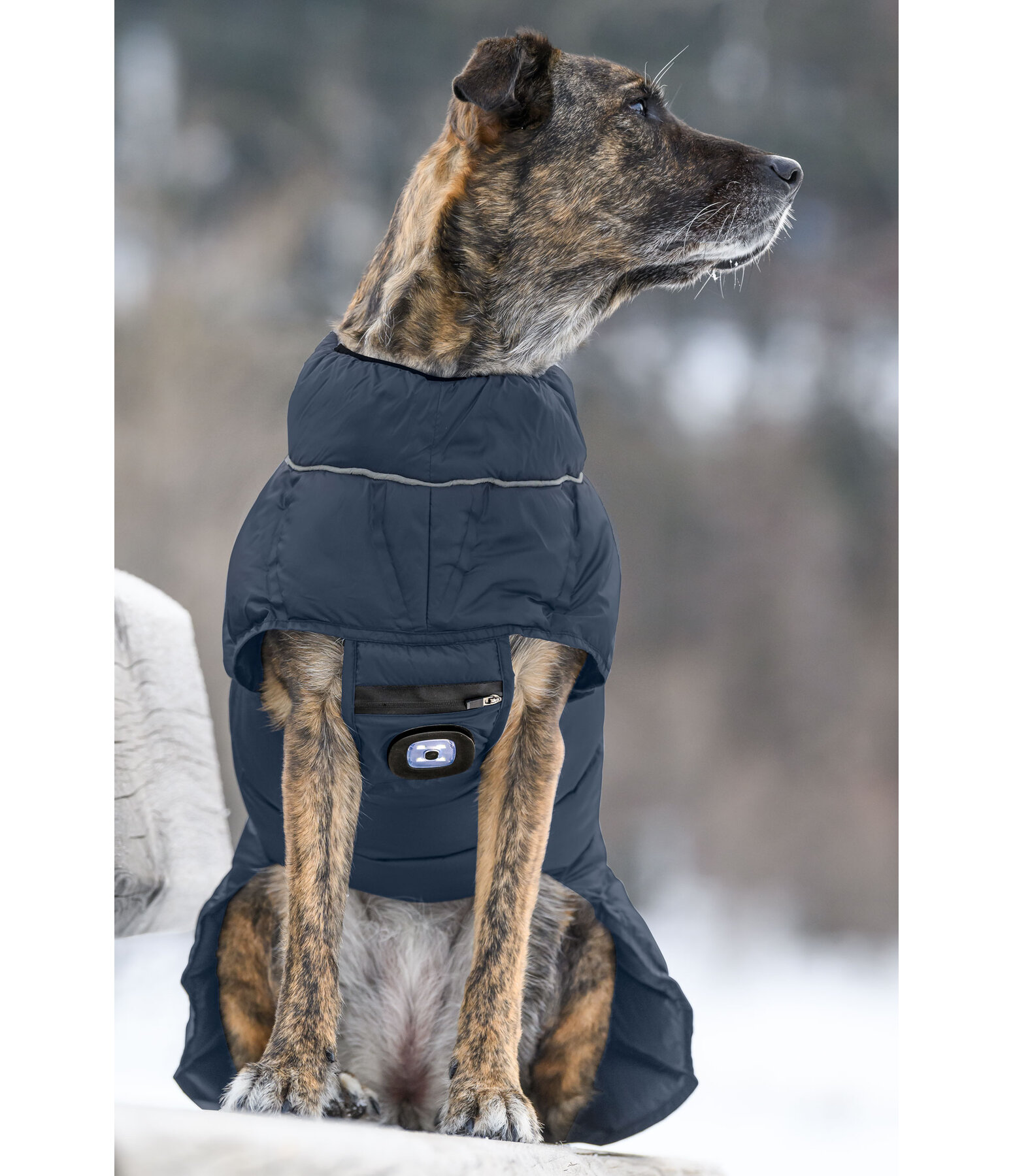 LED Dog Quilted Jacket Arlo 300g Kramer Equestrian