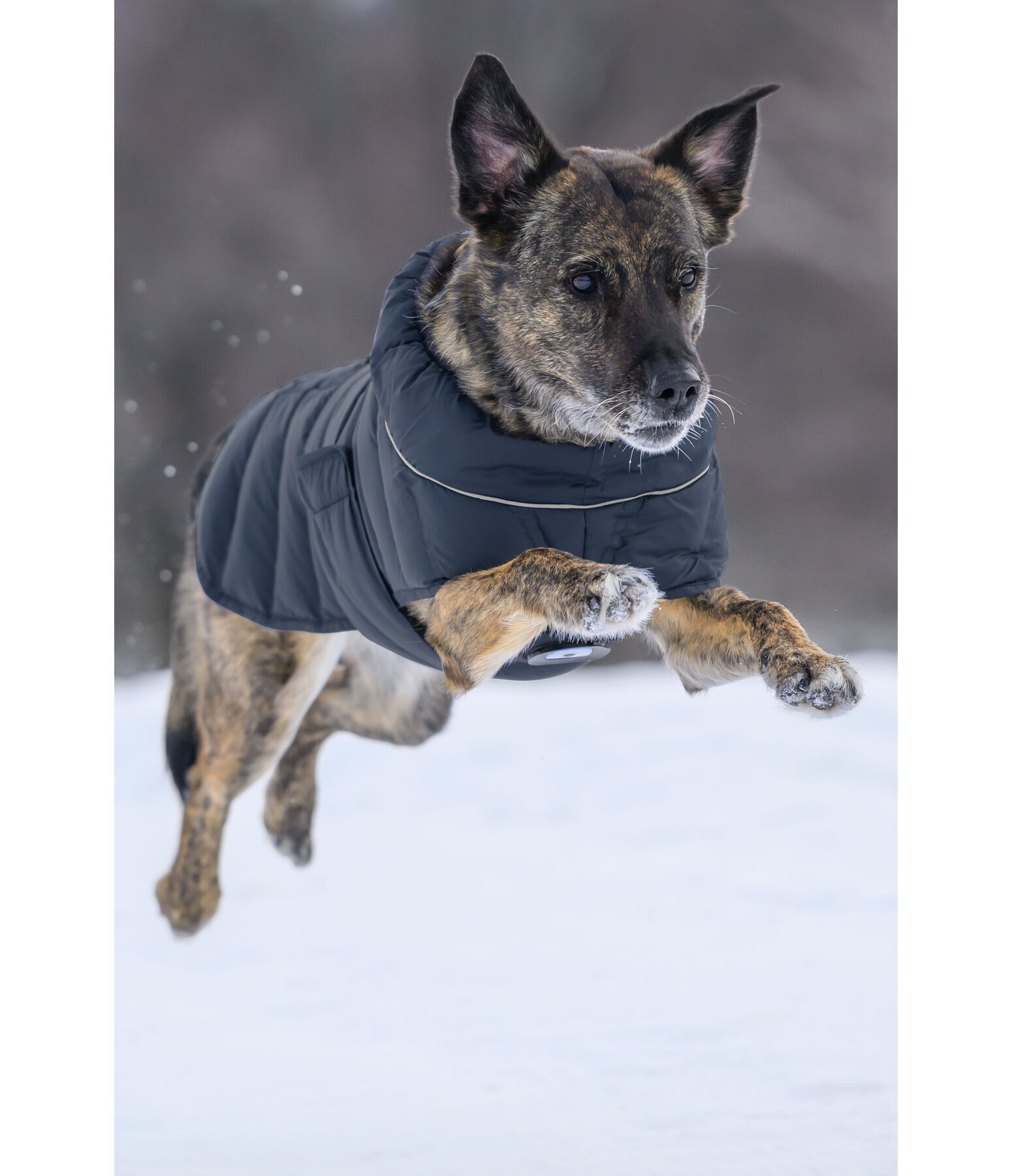 LED Quilted Dog Jacket Arlo, 300g