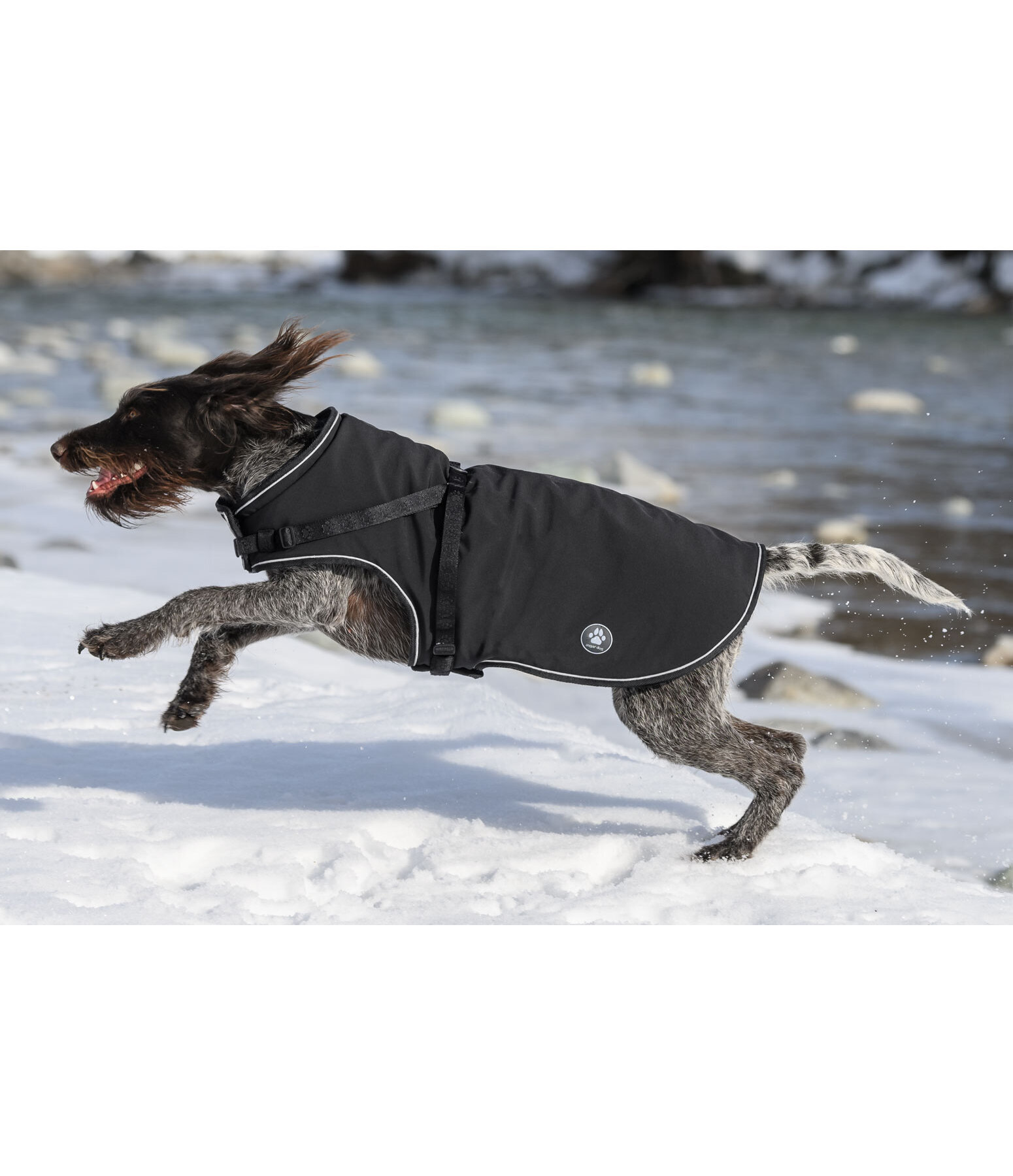 Softshell Dog Coat Cruz with Integrated Harness, 160g
