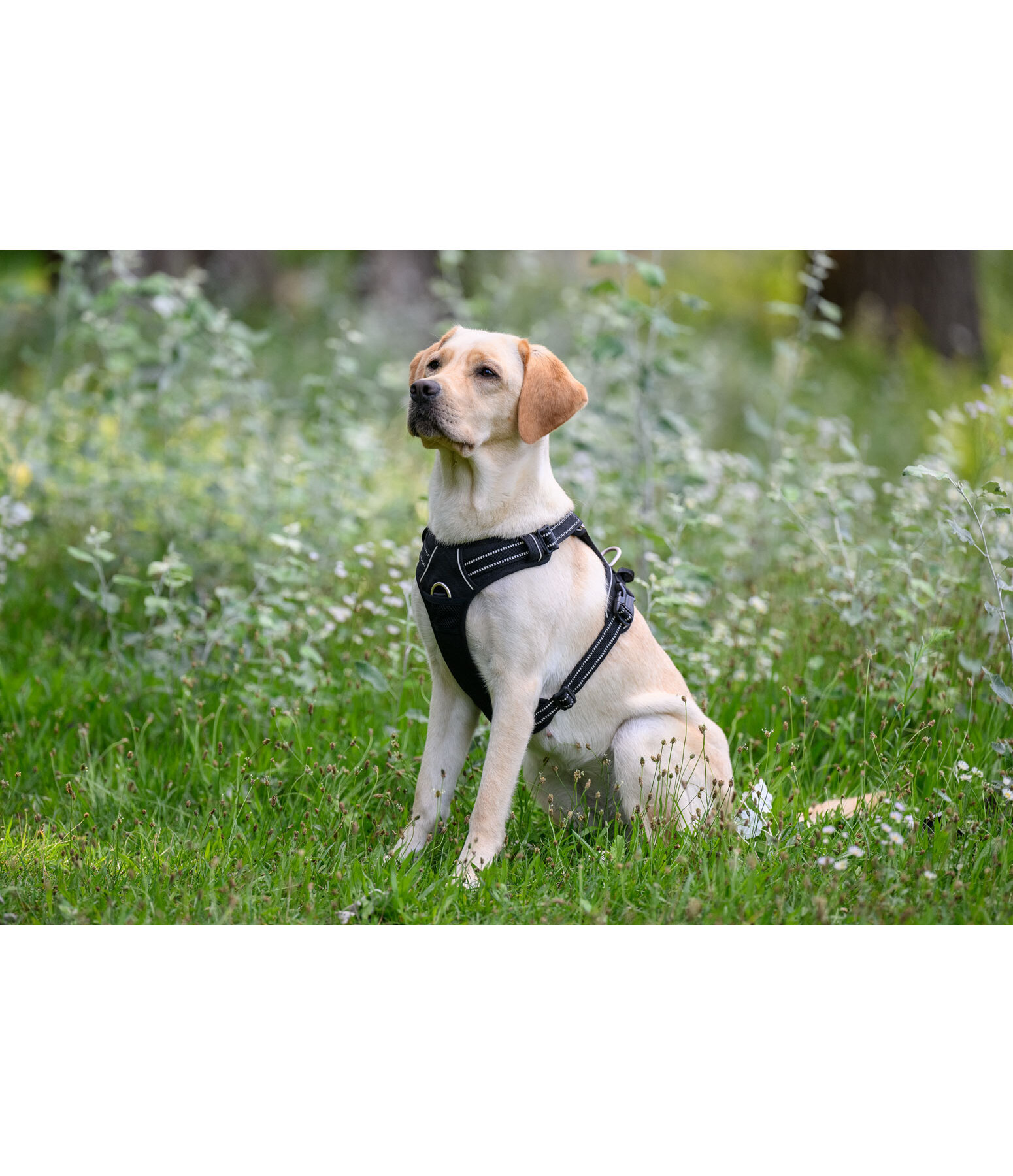 Dog Harness Expedition