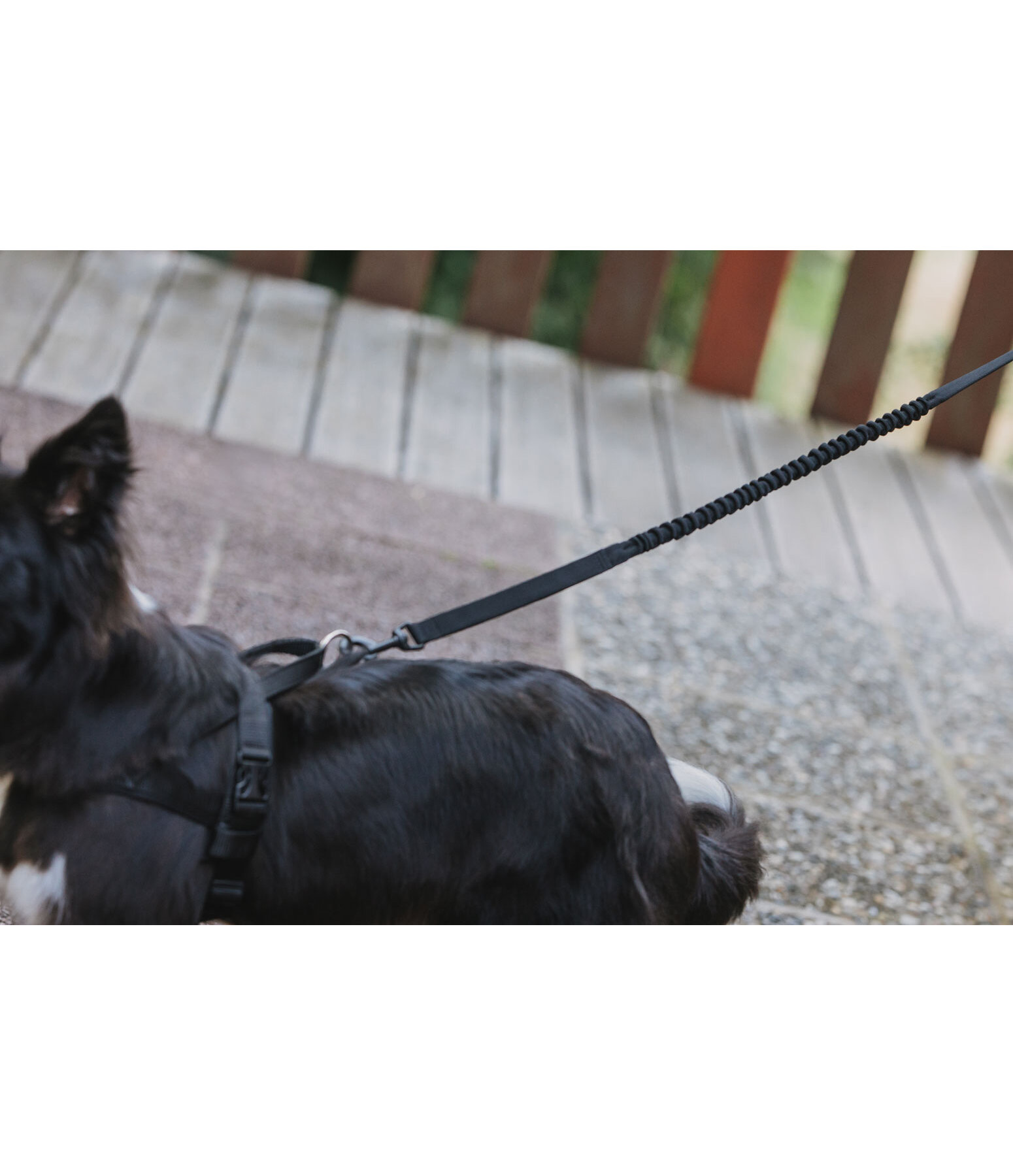 Dog Lead Marathon with shock absorption