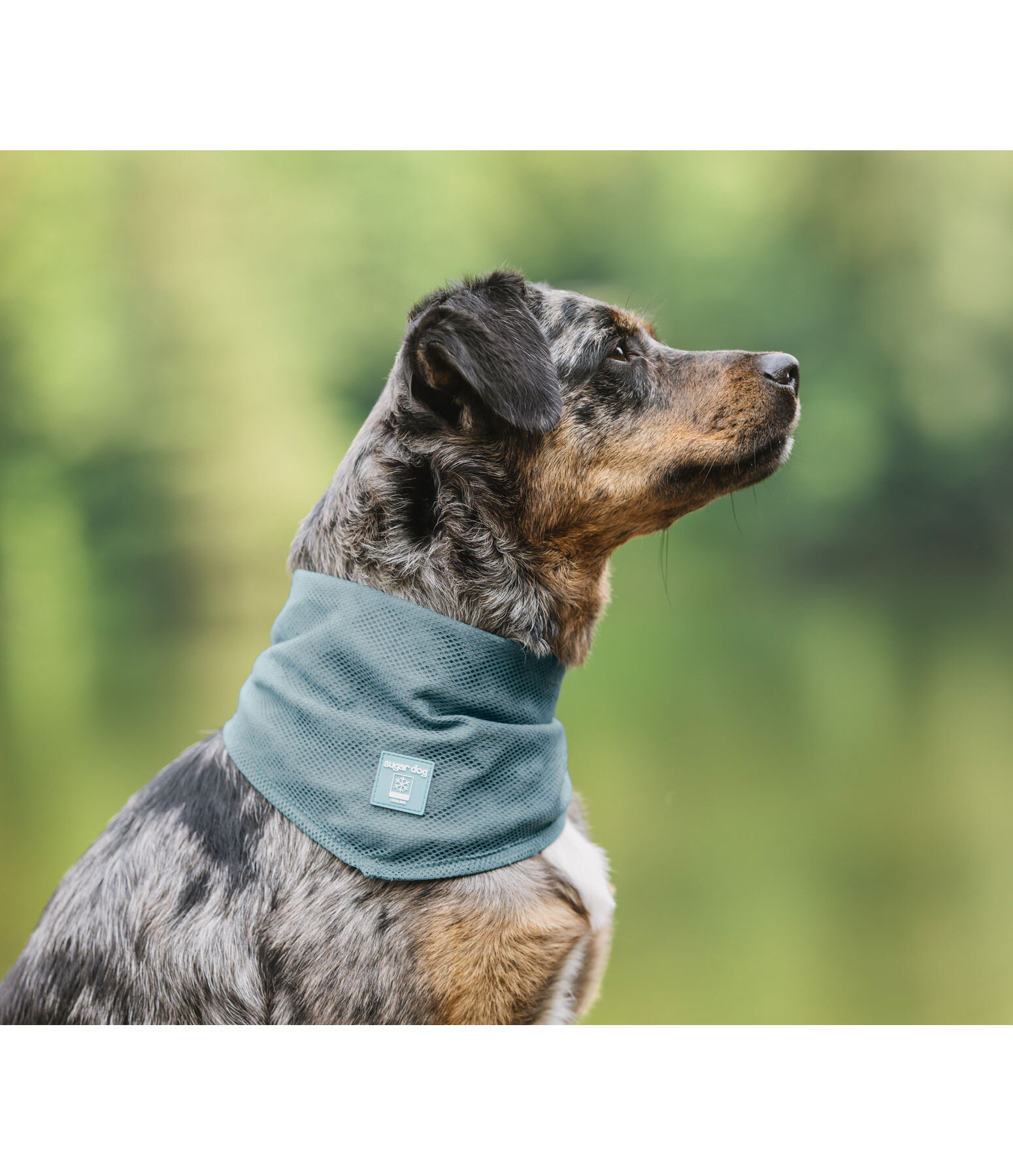 Dog Scarf Cooling