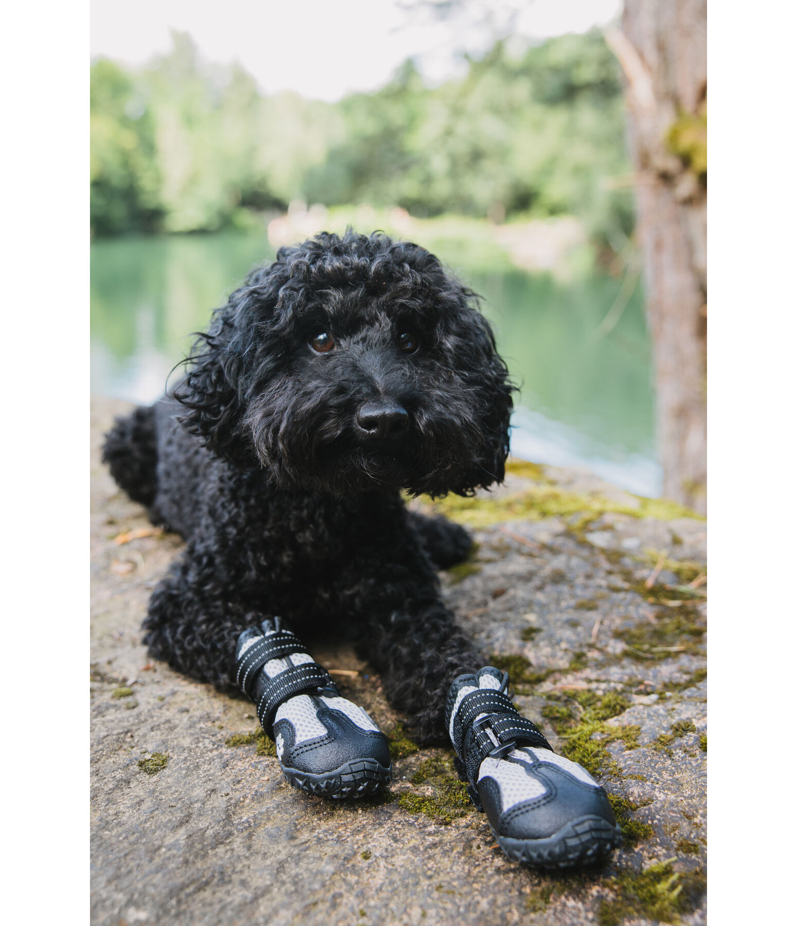 Paw Protection Shoes Dubai for Dogs