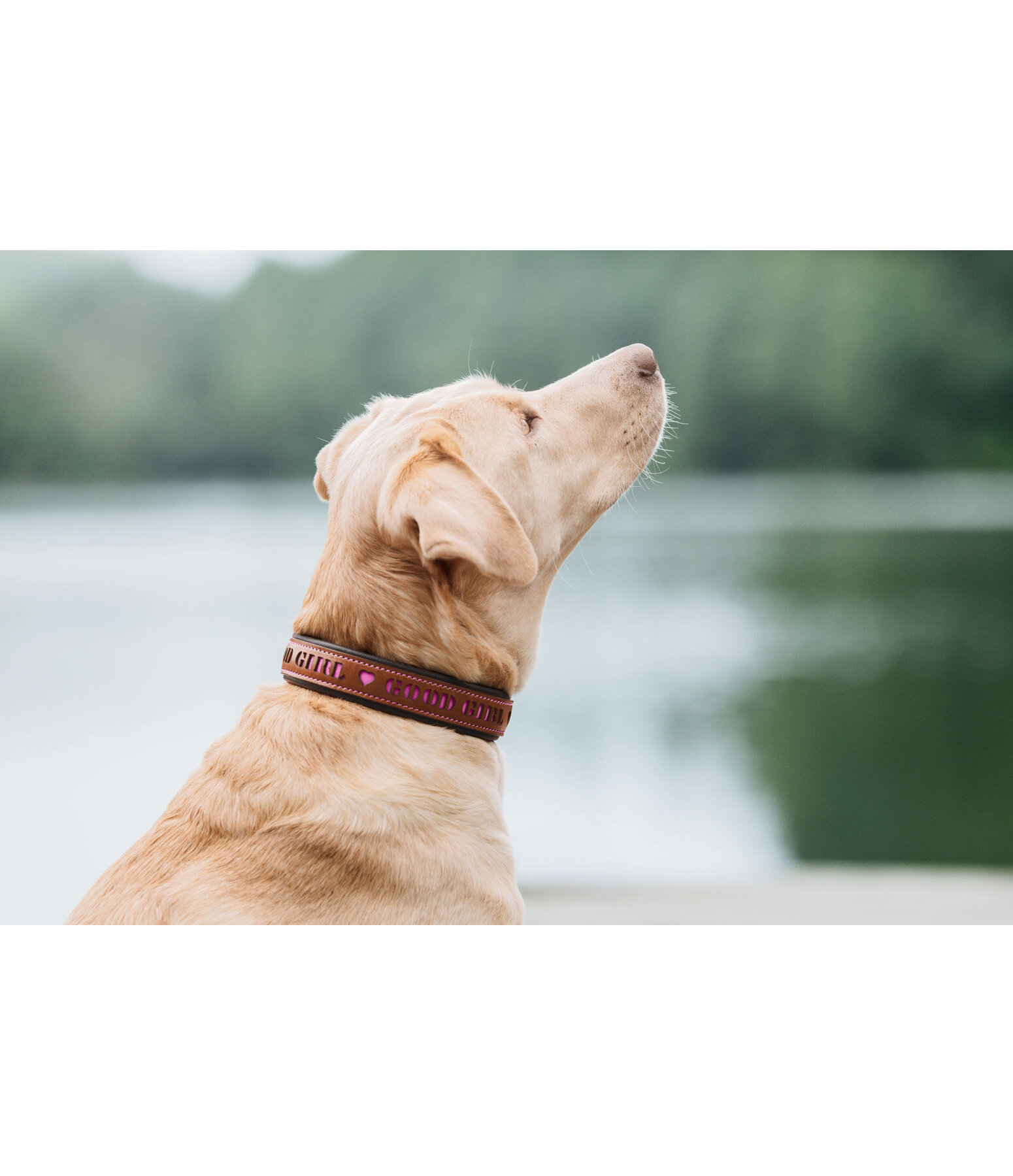 Leather Dog Collar Good Dog